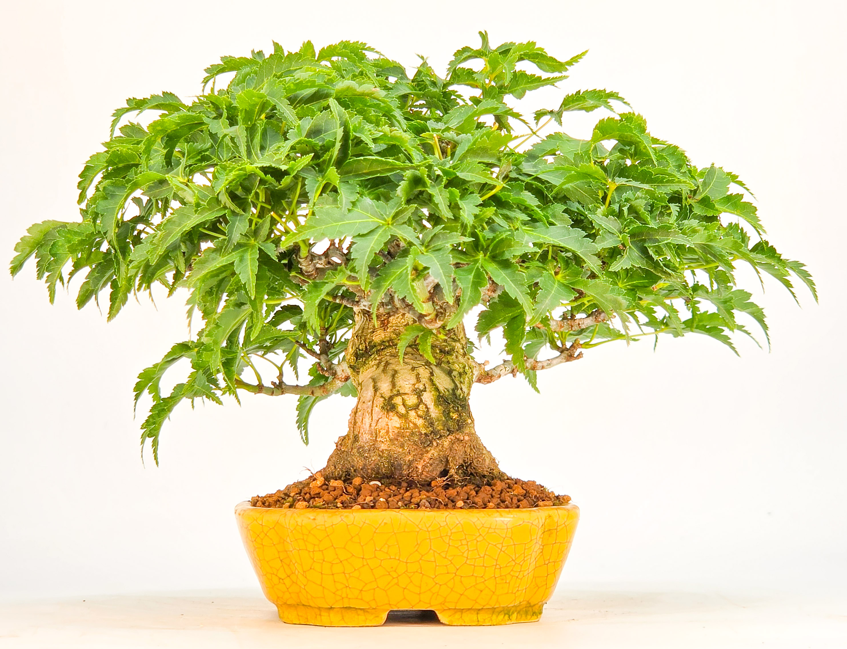 Bonsai Löwenkopfahorn- Acer palmatum Shishigashira Shohin 12cm
