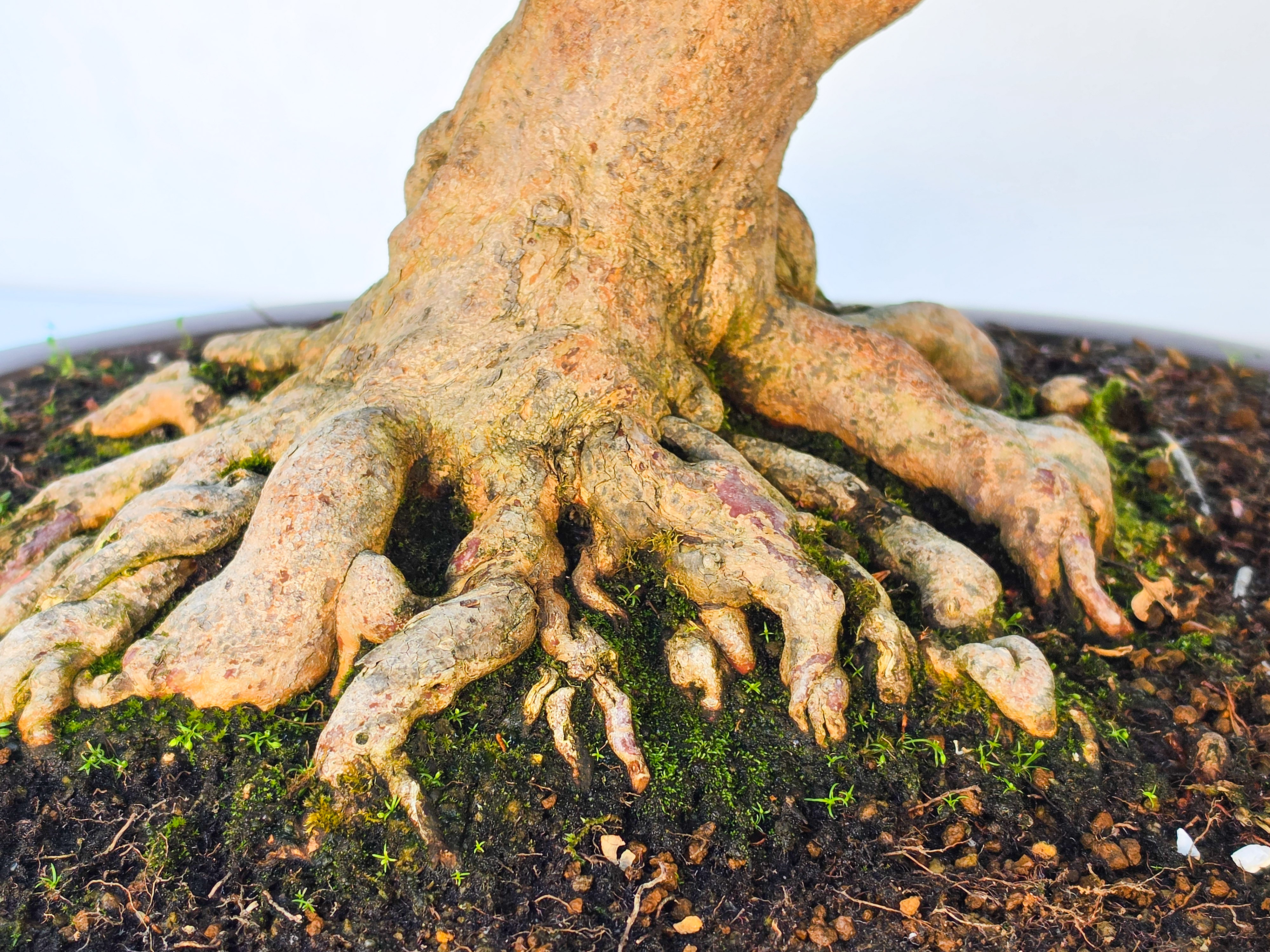 Bonsai Premium Azalee -  Rhododendron indicum kinsai 60cm