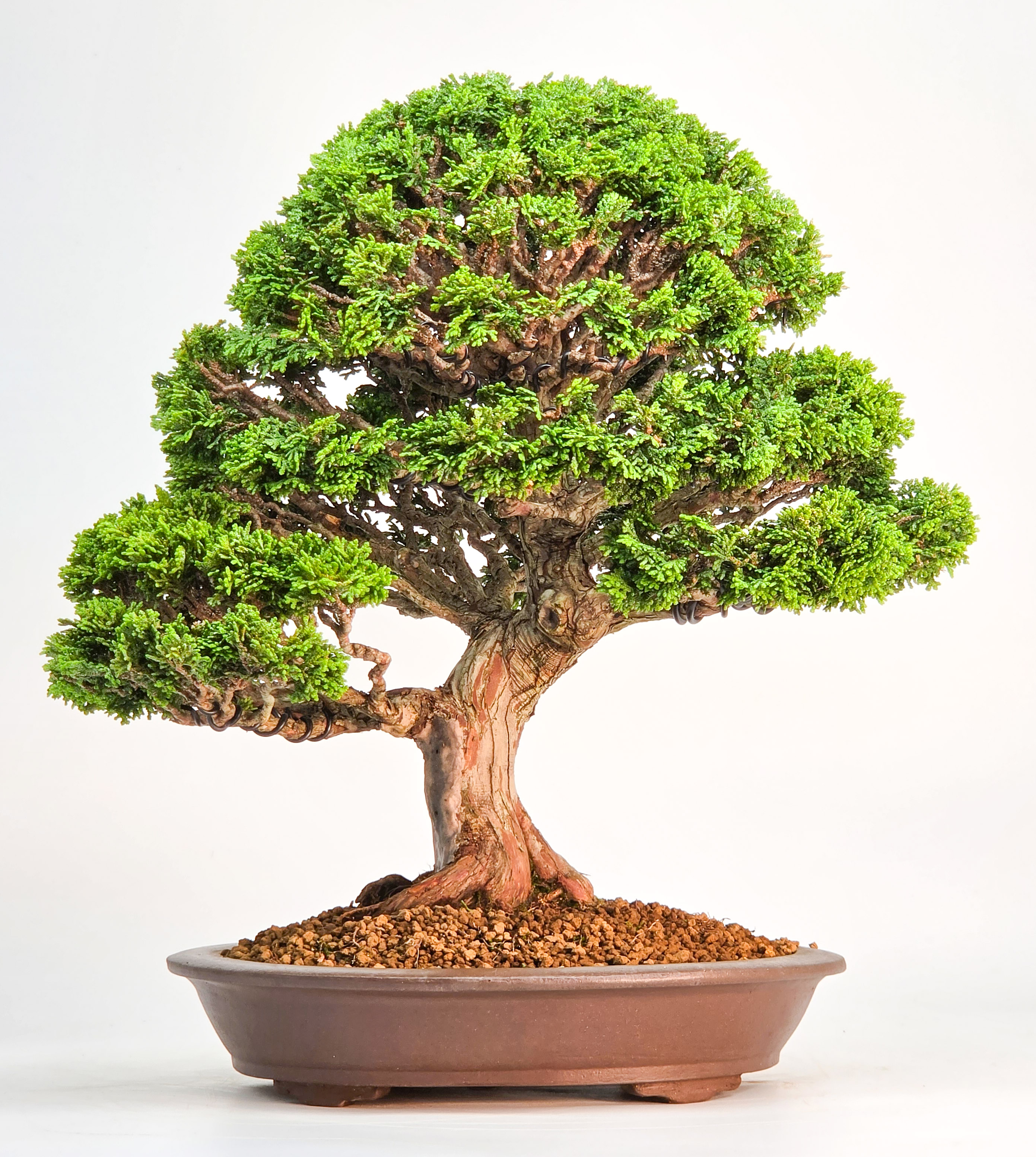 Bonsai Muschelzypresse - Chamaecyparis obtusa 30cm