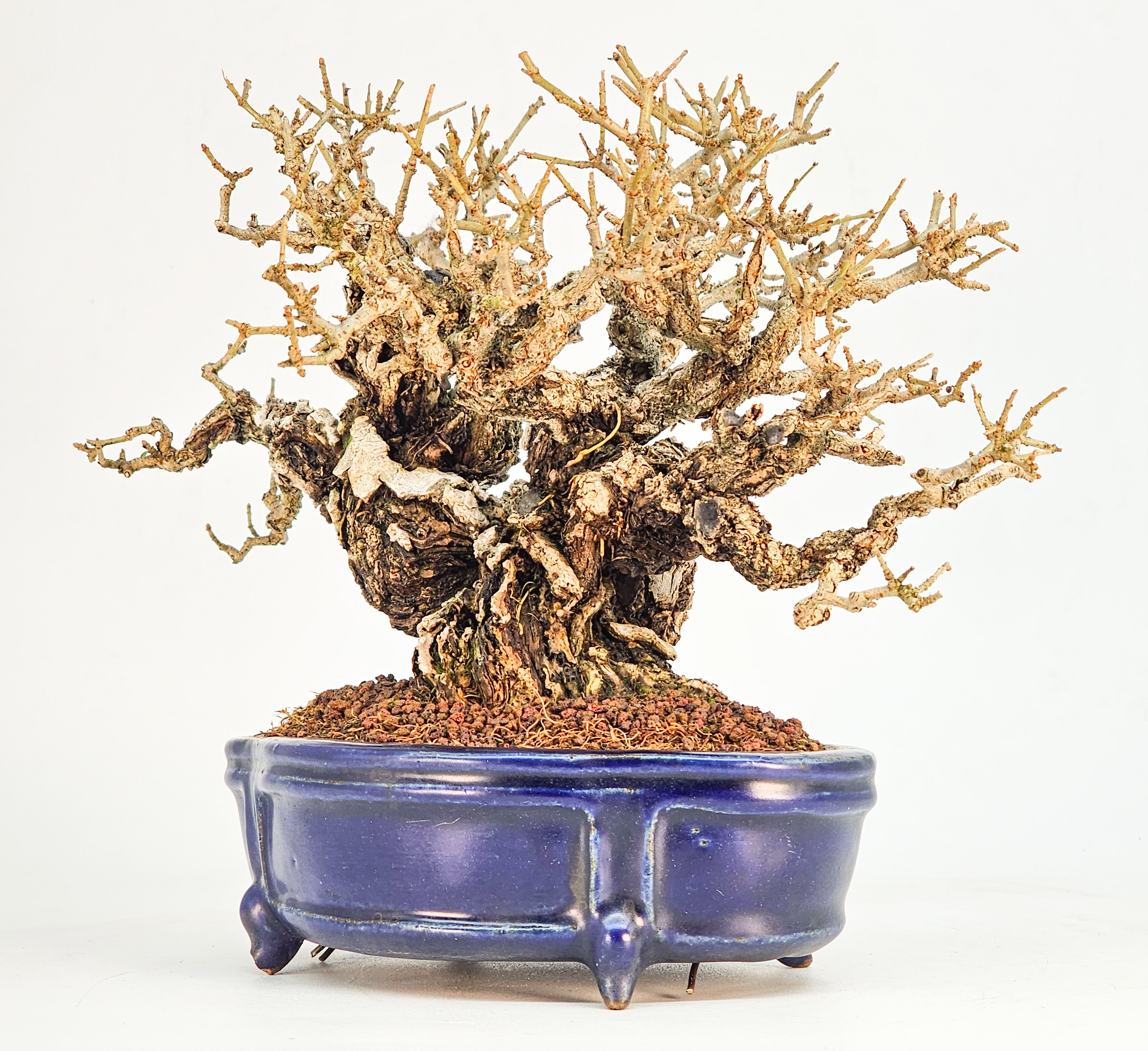 Bonsai Premium Japanischer Liguster - Ligustrum japonicum Shohin 16cm