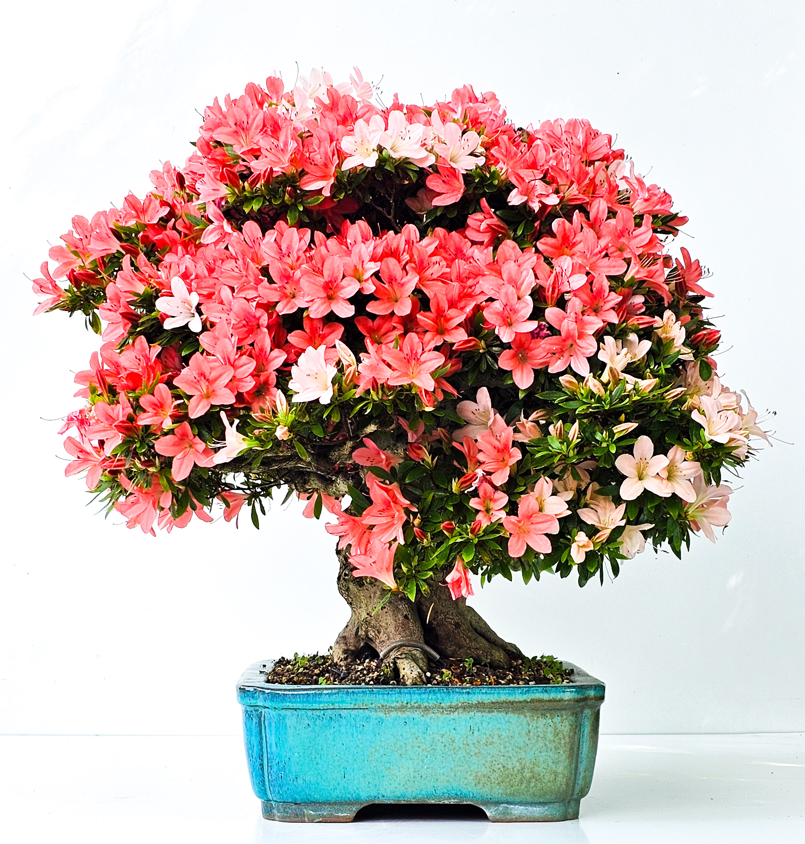 Bonsai Azalee Rhododendron indicum -Nissho no Hakari- 48cm Bonsai Azalee Rhododendron indicum -Nissho no Hakari- 48cm