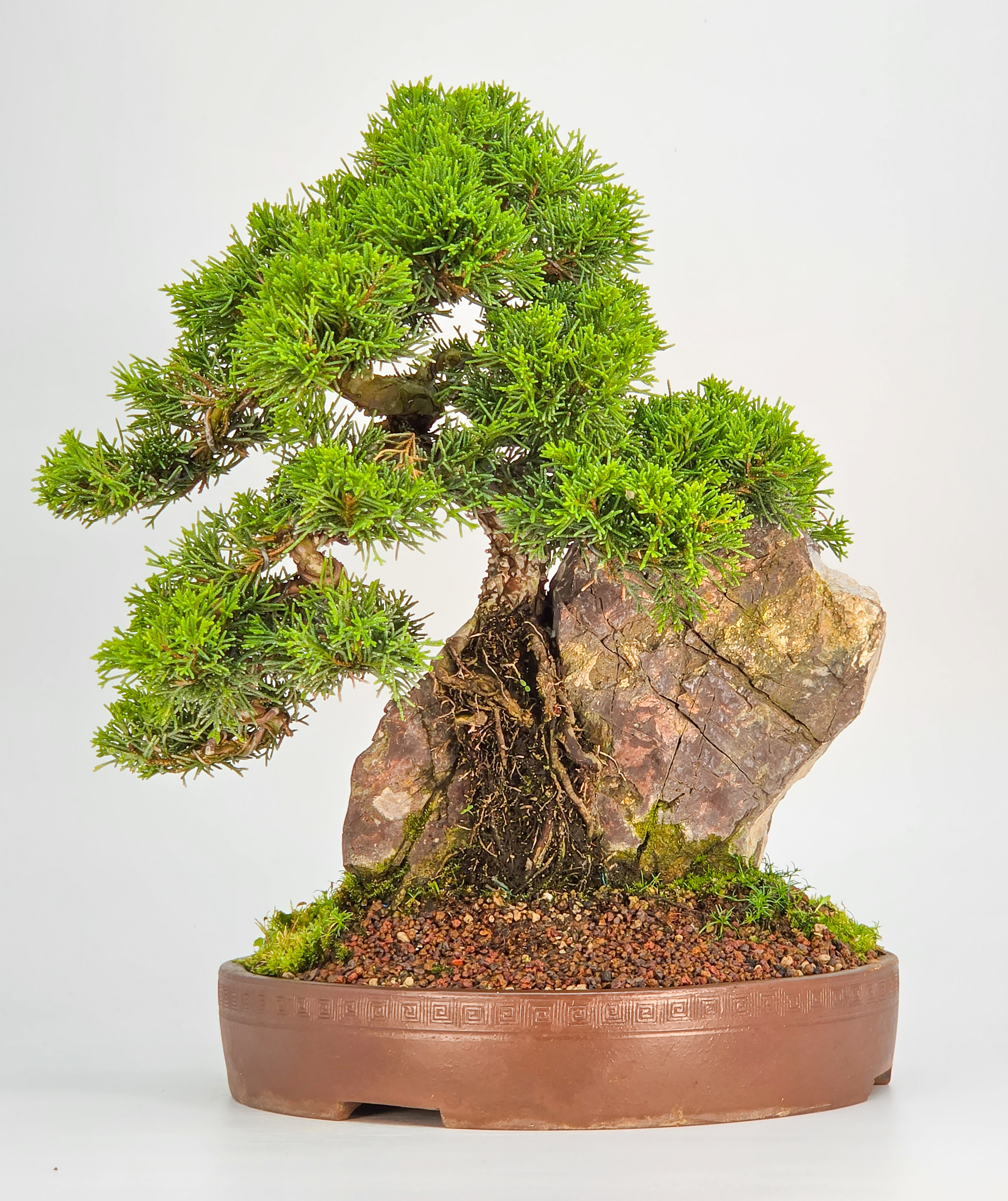 Bonsai Wacholder Juniperus chinensis shimpaku 30,5 cm
