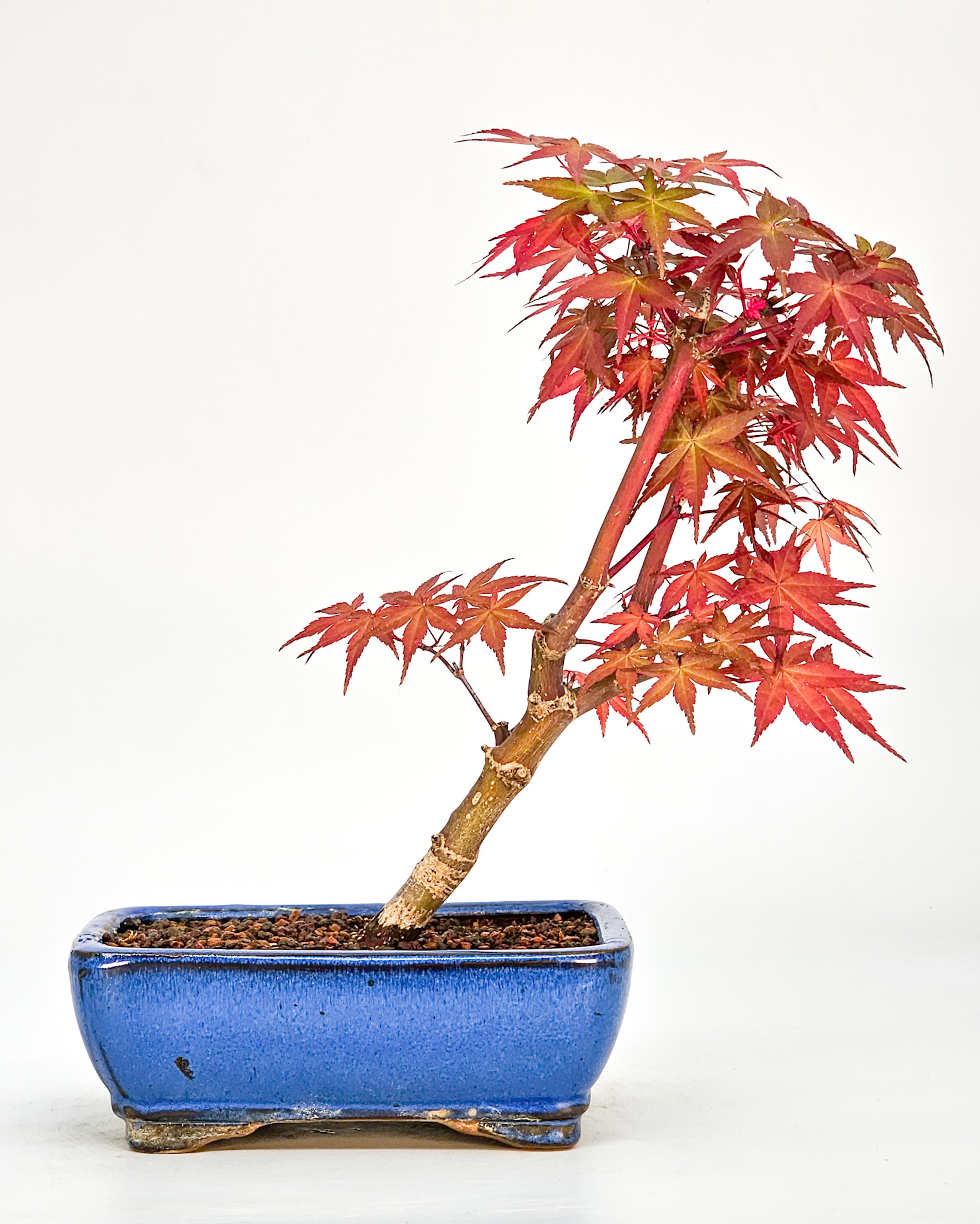 Bonsai Fächerahorn Acer palmatum Deshojo Shohin 19cm     