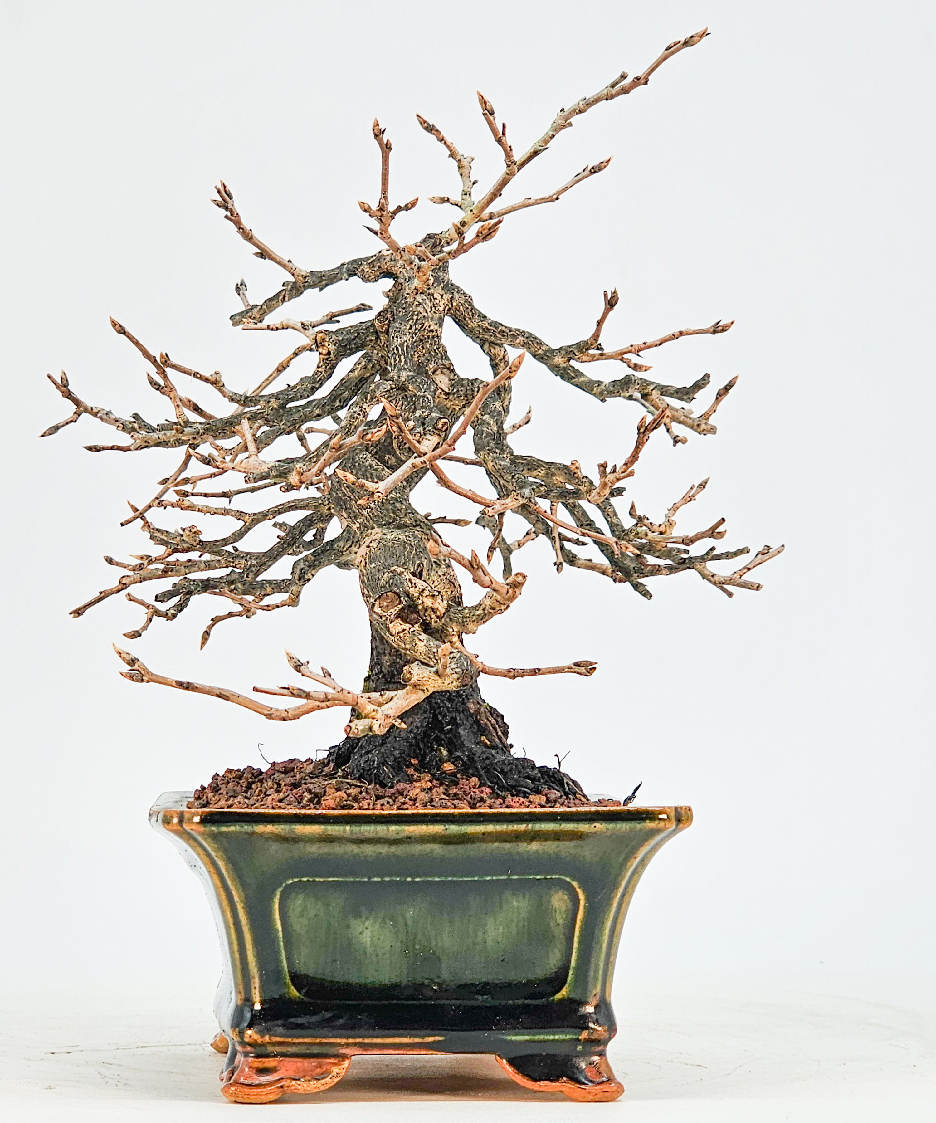 Bonsai Kakipflaume - Diospyros kaki Shohin 16cm