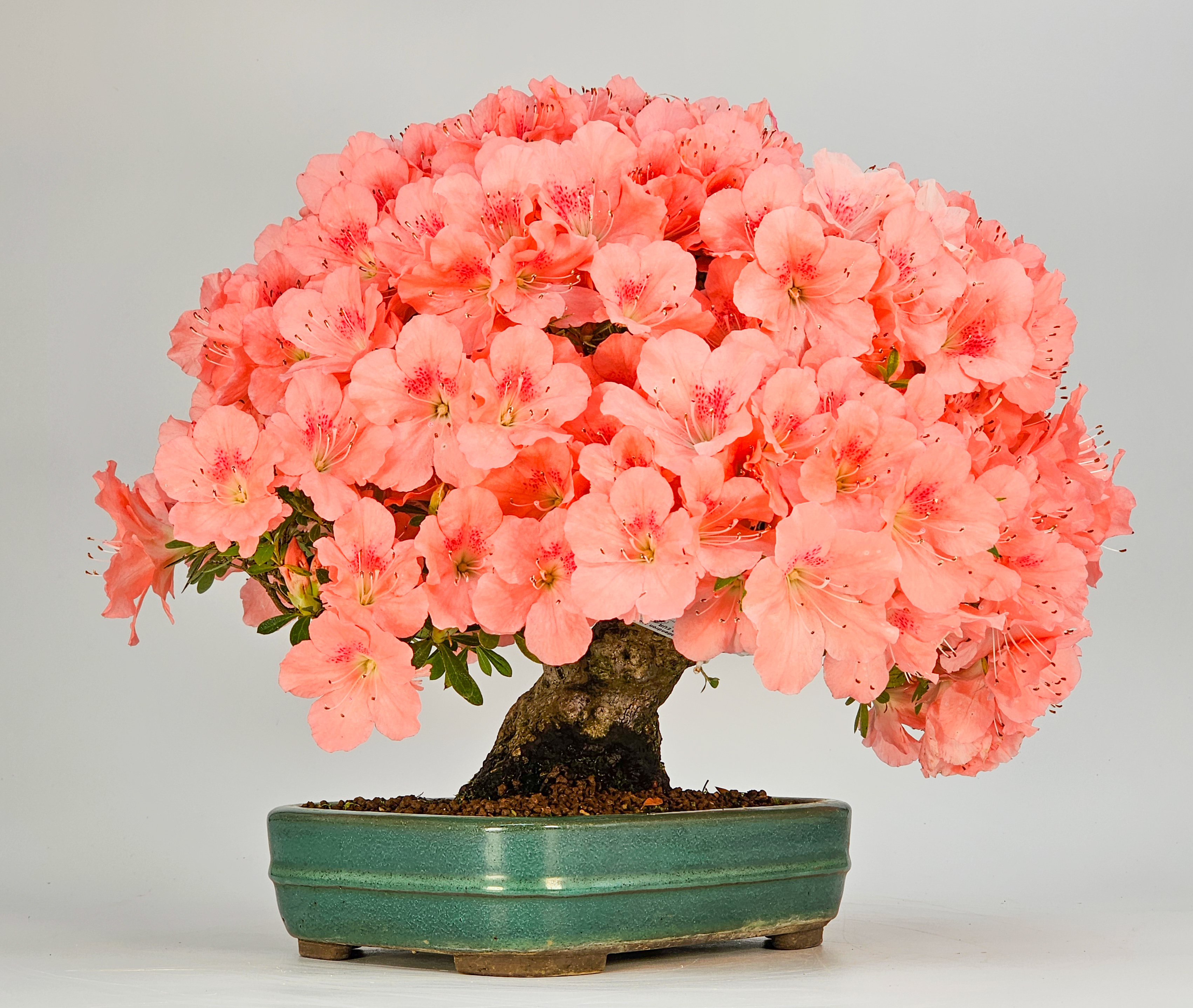 Bonsai Azalee - Rhododendron indicum - Wakaebisu 27cm Video!!
