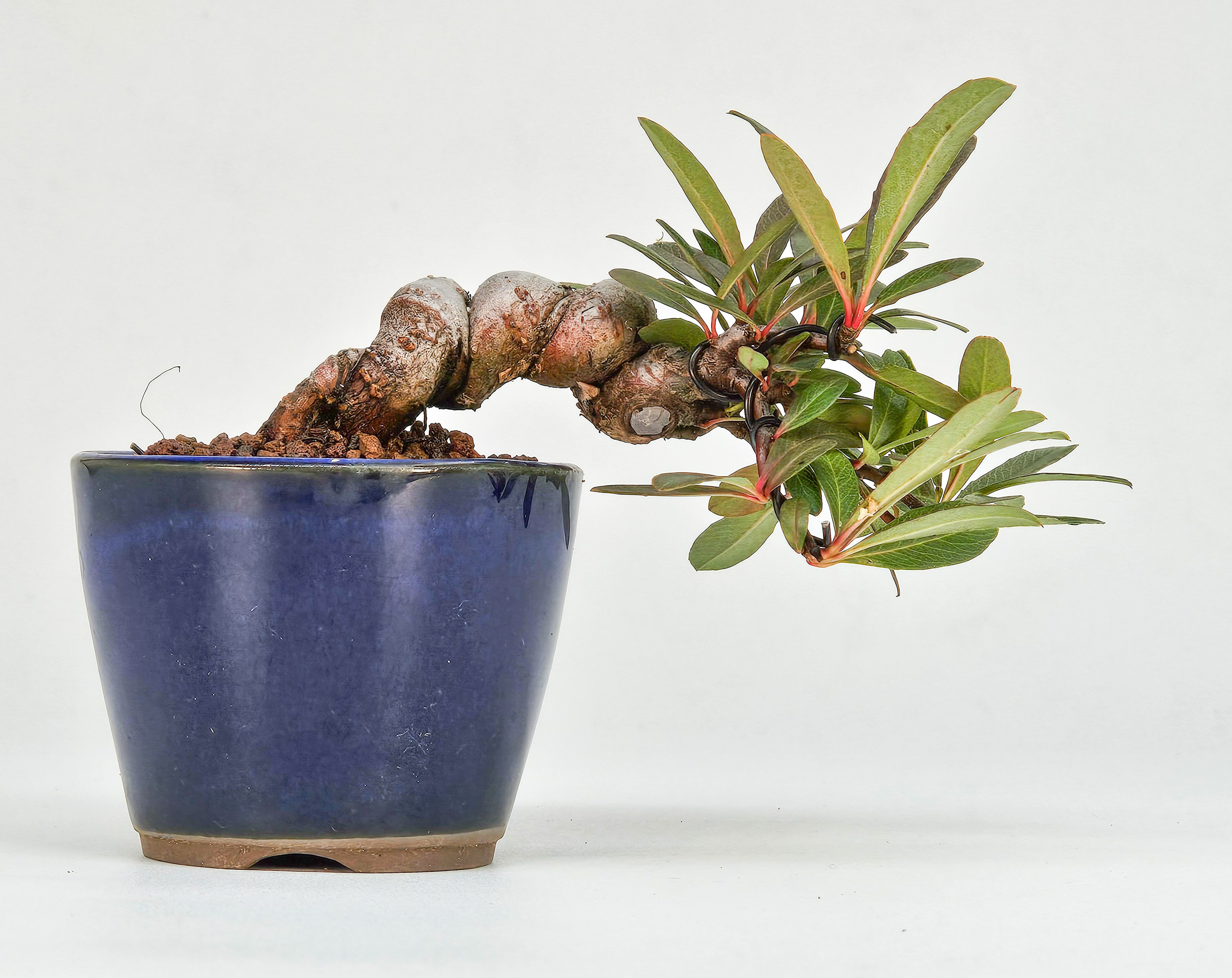 Bonsai Japanischer Liguster - Ligustrum japonicum 5cm