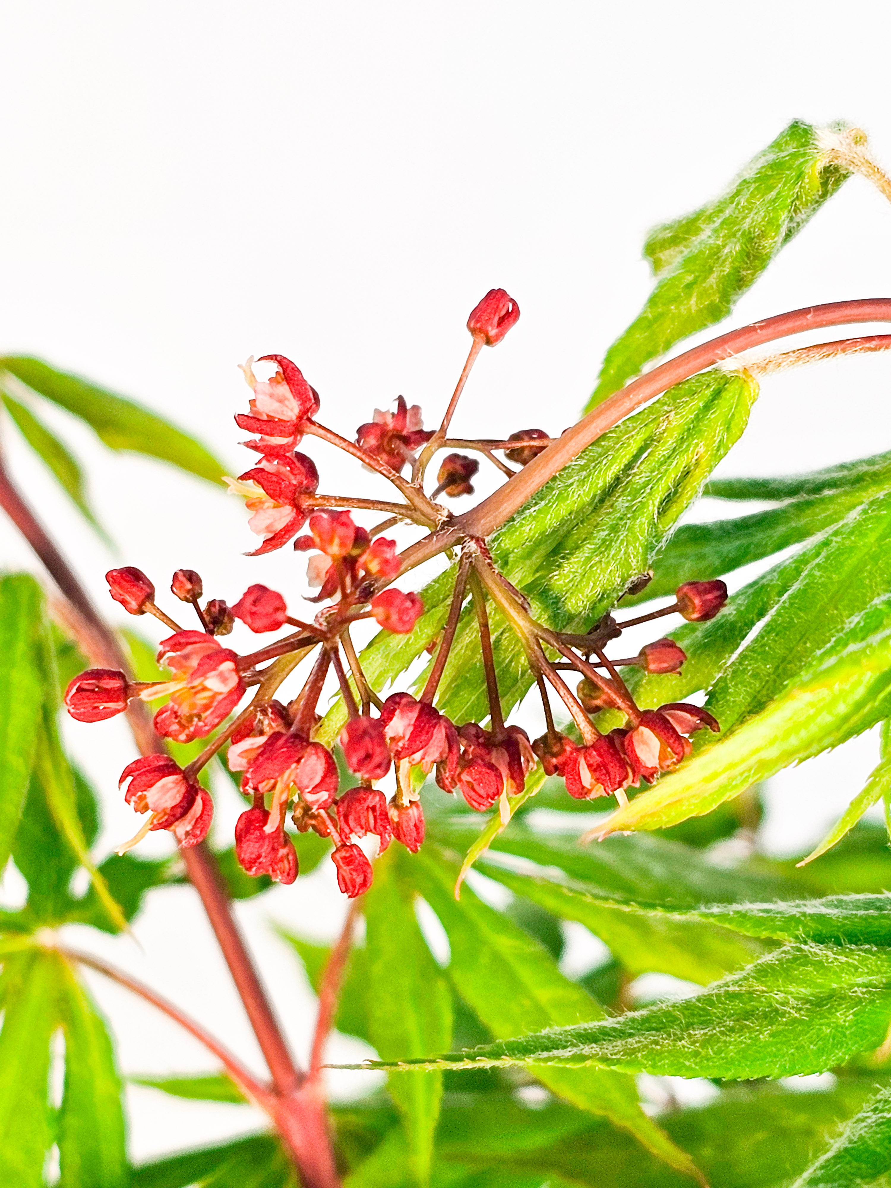 Bonsai Fächerahorn - Acer palmatum Osakazuki 39cm 