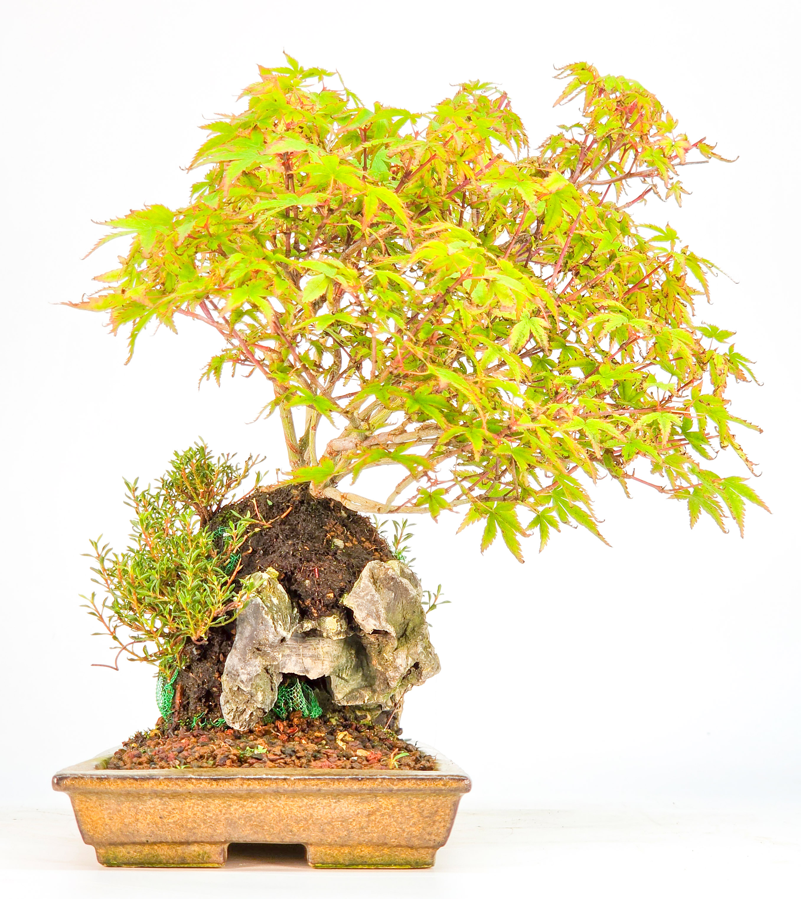 Bonsai Fächerahorn - Acer palmatum Tamahime Ishizuki Shohin 15cm Video!!