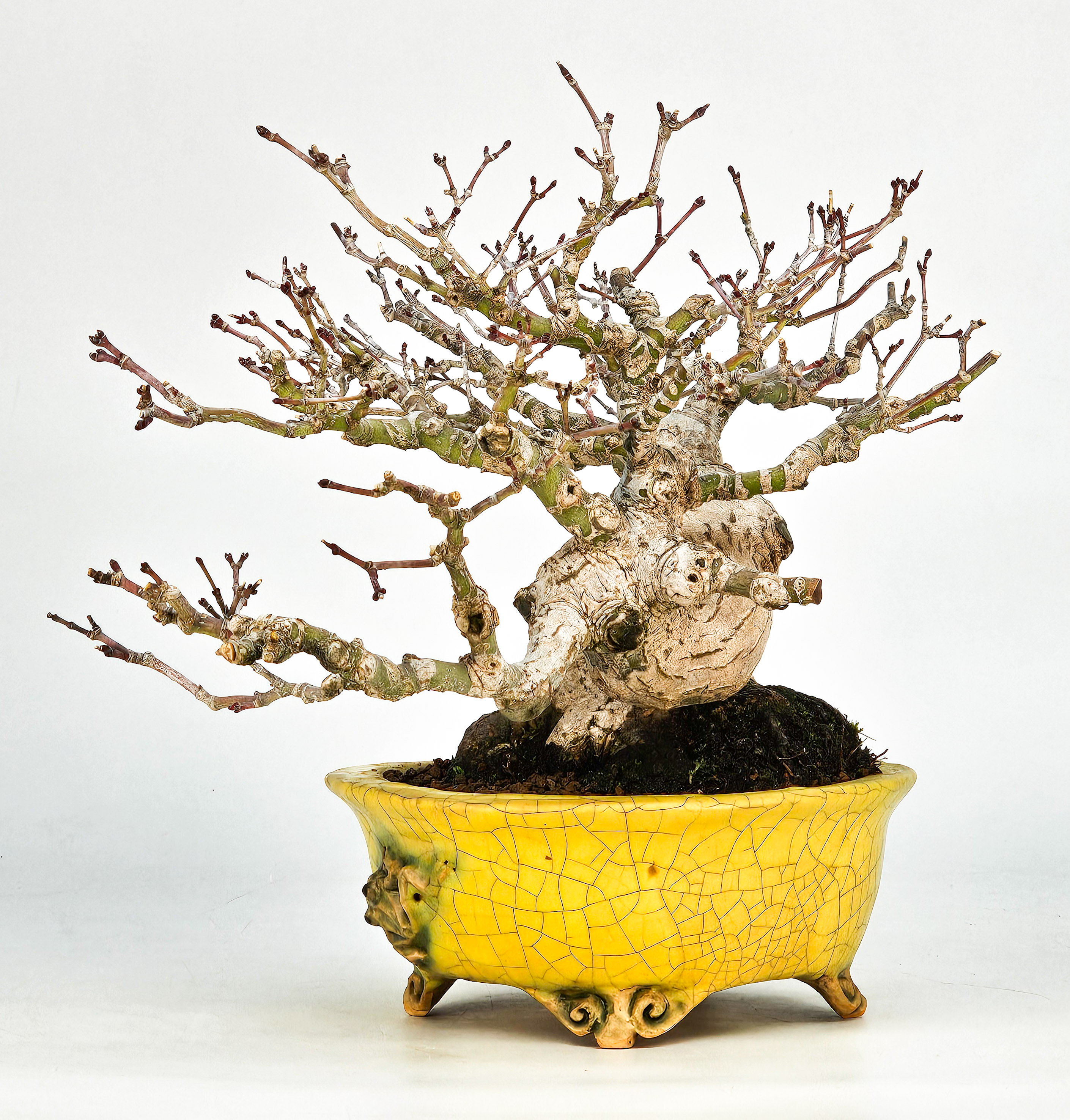 Bonsai Fächerahorn - Acer palmatum Shohin 16cm Video!!! Bonsai Fächerahorn - Acer palmatum Shohin 16cm Video!!!