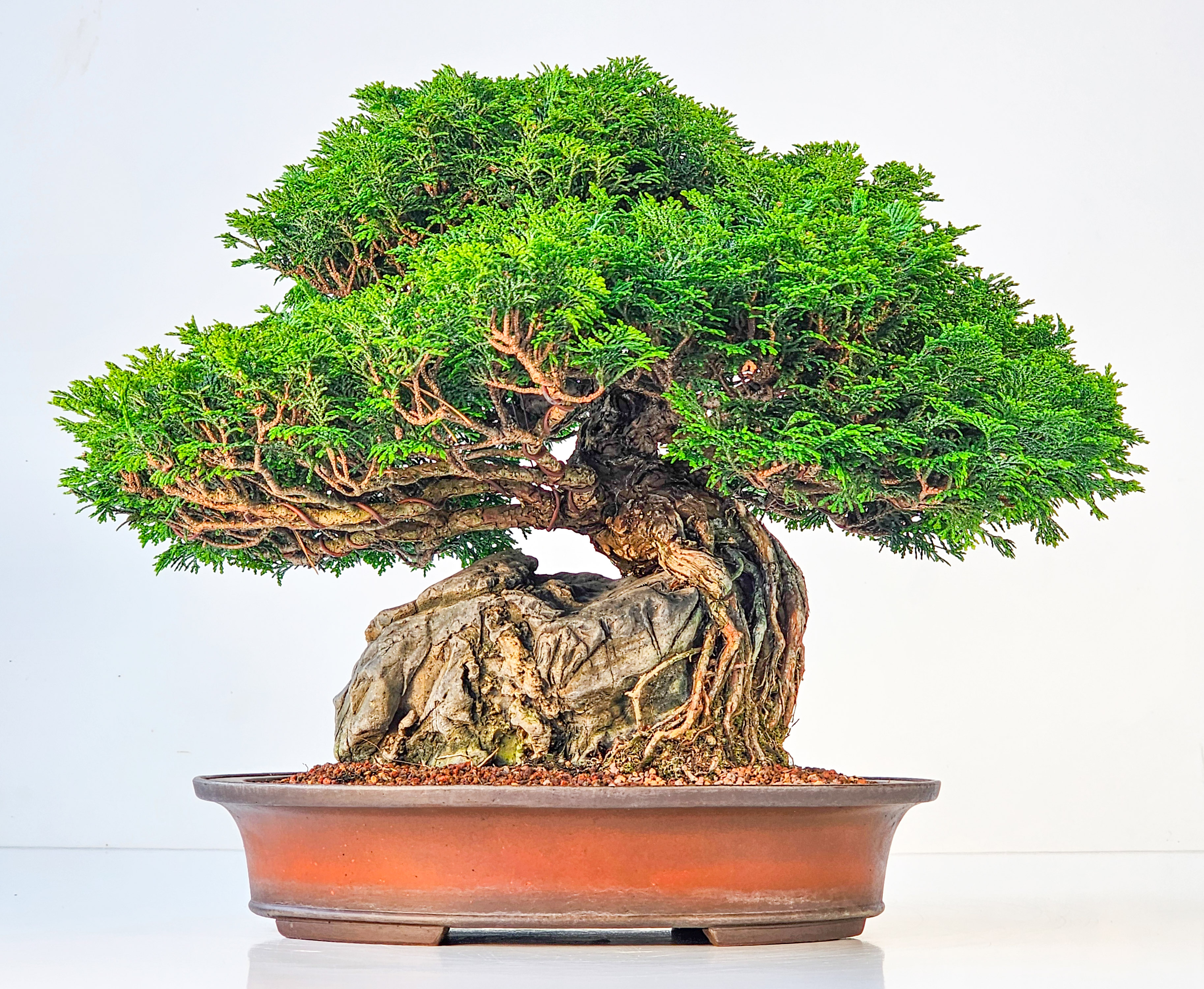 Bonsai Chamaecyparis obtusa 30 cm Bonsai Chamaecyparis obtusa 30 cm