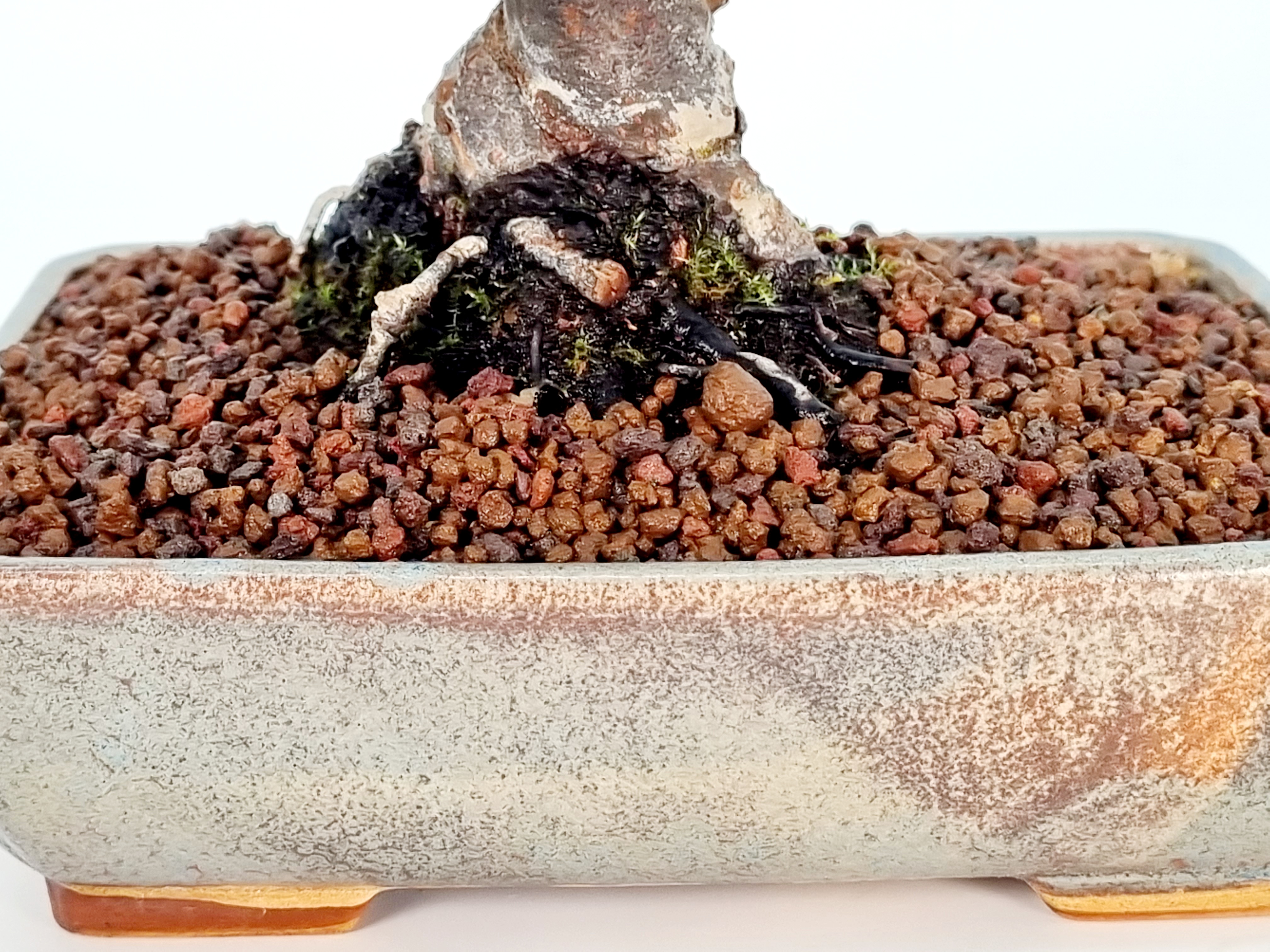 Bonsai Quitte - Pseudocydonia sinensis Shohin 16cm