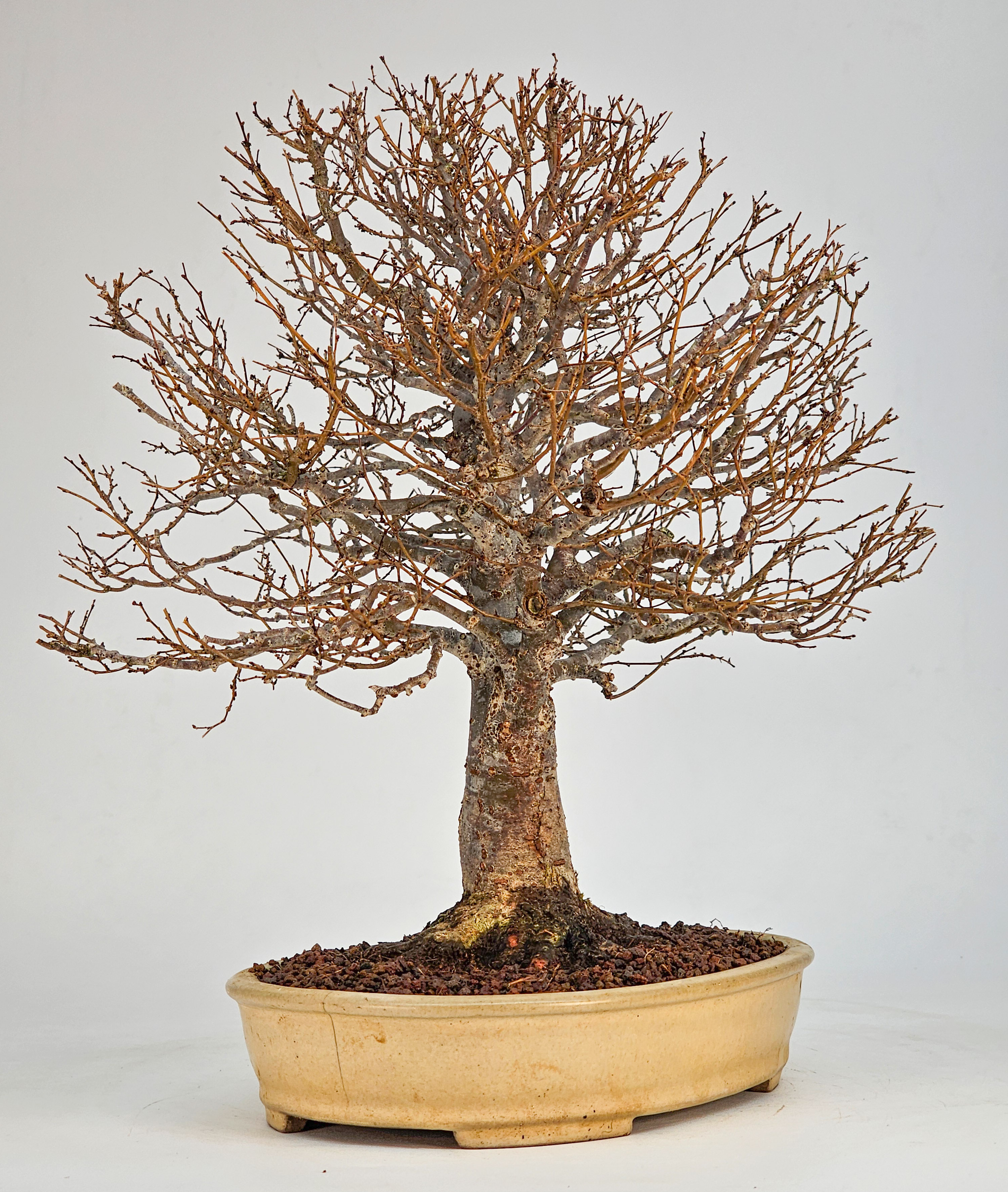 Bonsai Premium Zelkova serrata Shohin 25cm 