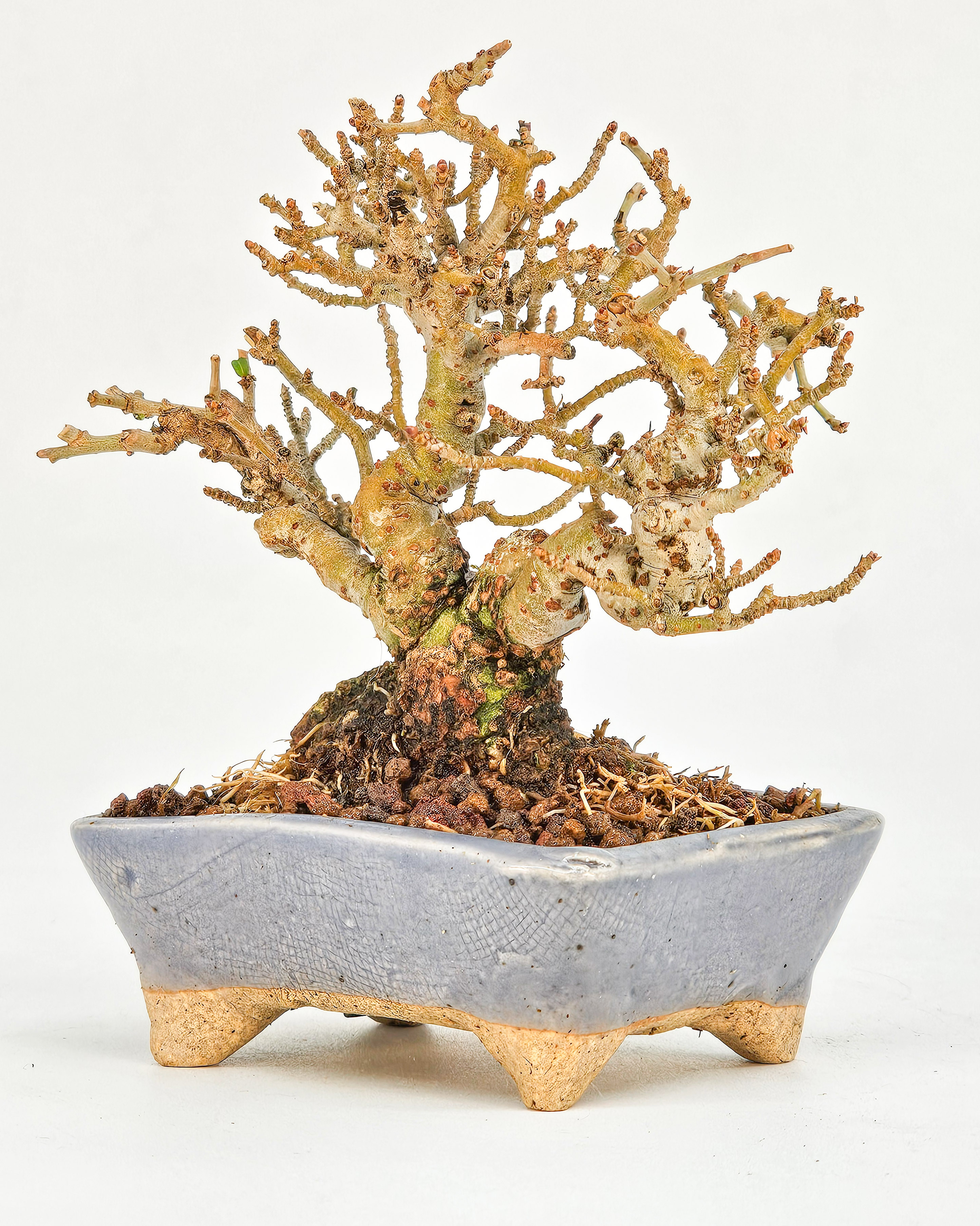 Bonsai Japanischer Liguster - Ligustrum japonicum Shohin 8cm