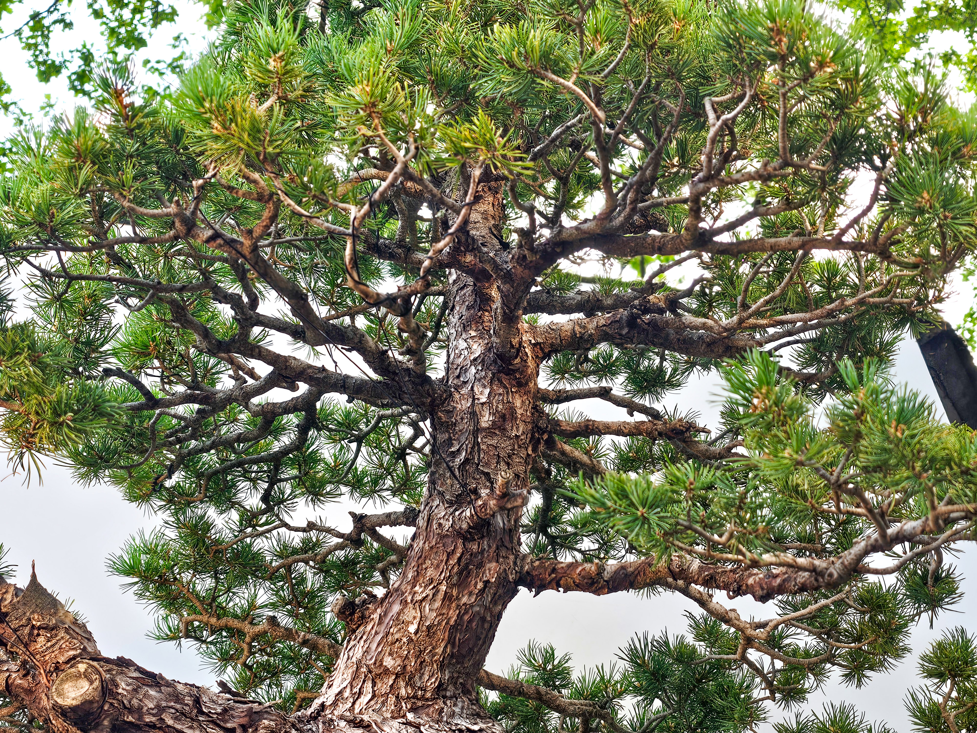 Bonsai Mädchenkiefer Pinus parviflora zuisho 86cm Video!! Bonsai Mädchenkiefer Pinus parviflora zuisho 86cm Video!!