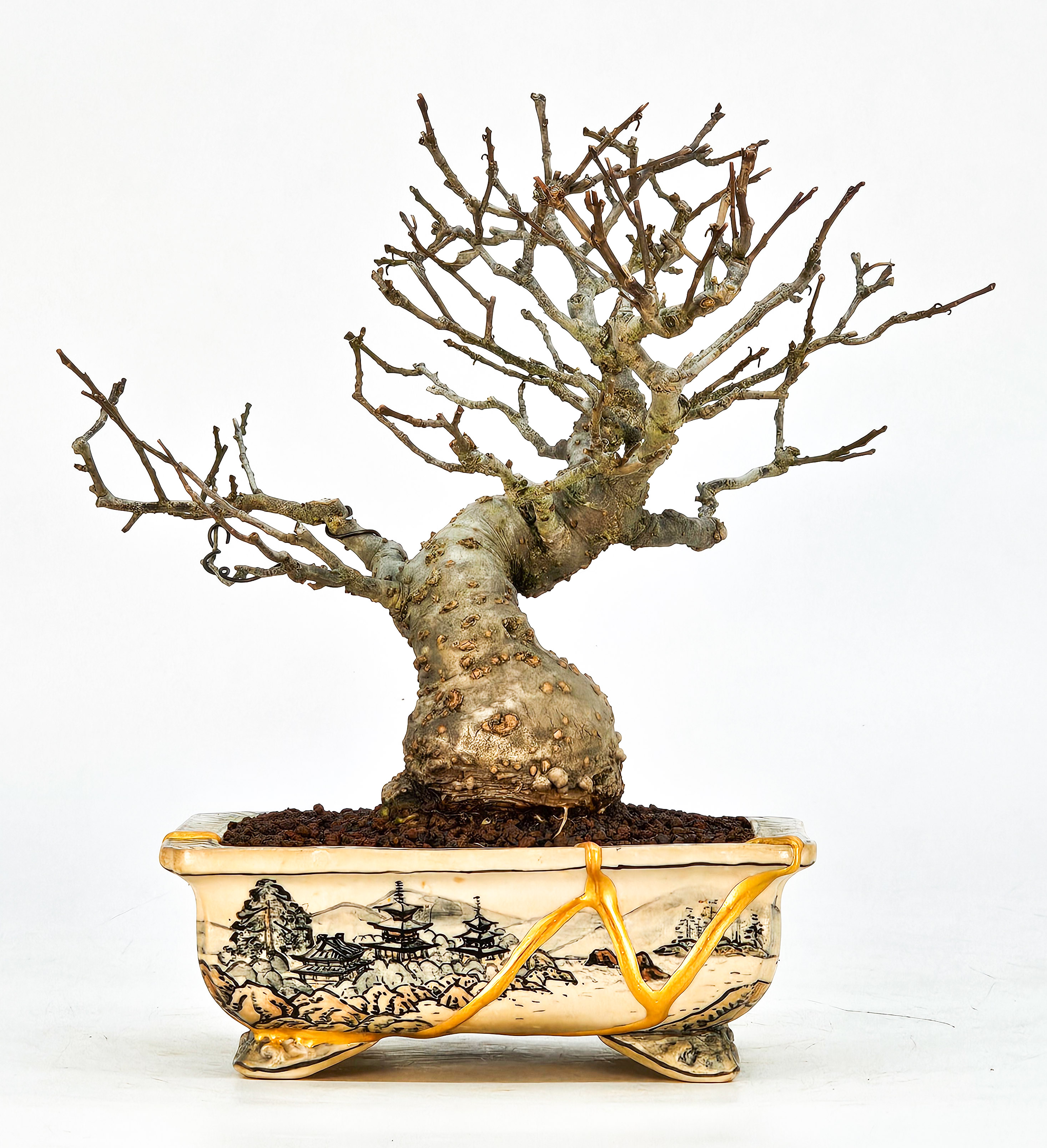 Bonsai Jap. Winterbeere - Ilex serrata Shohin 18cm 