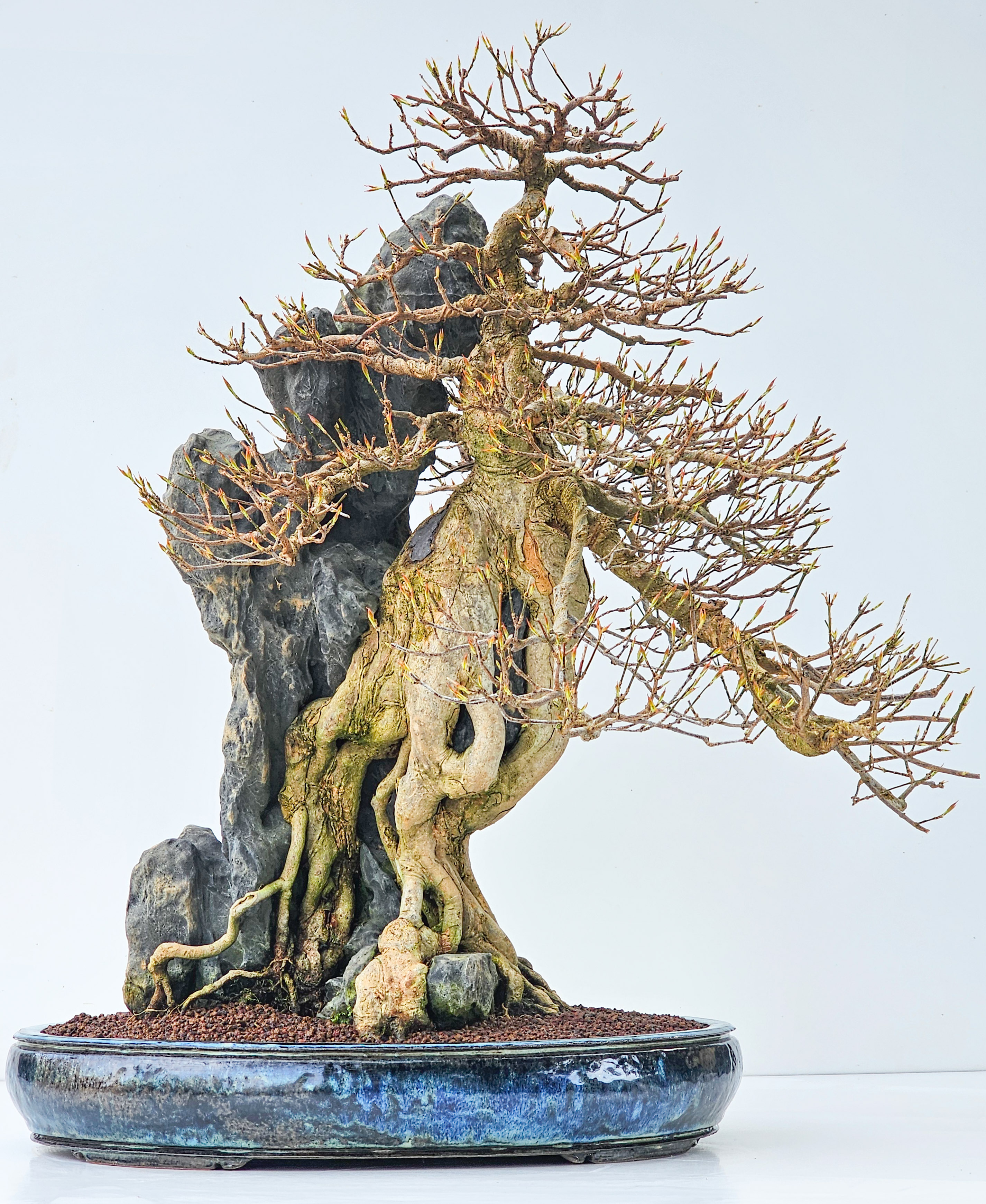 Bonsai Dreispitzahorn - Acer buergerianum Ishizuki 56cm - Video!! | SW12299