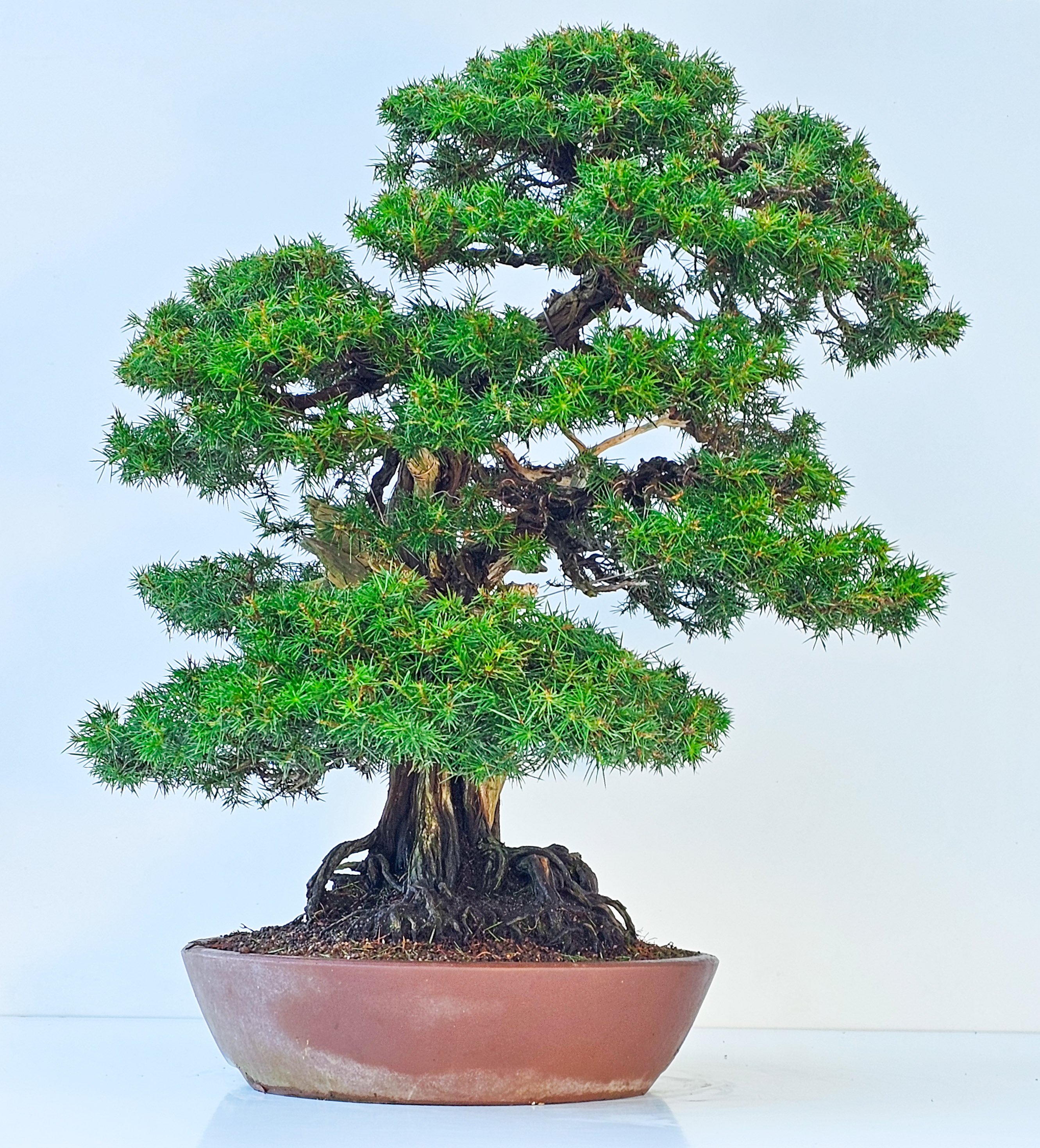Bonsai Igelwacholder - Juniperus Rigida 67cm  