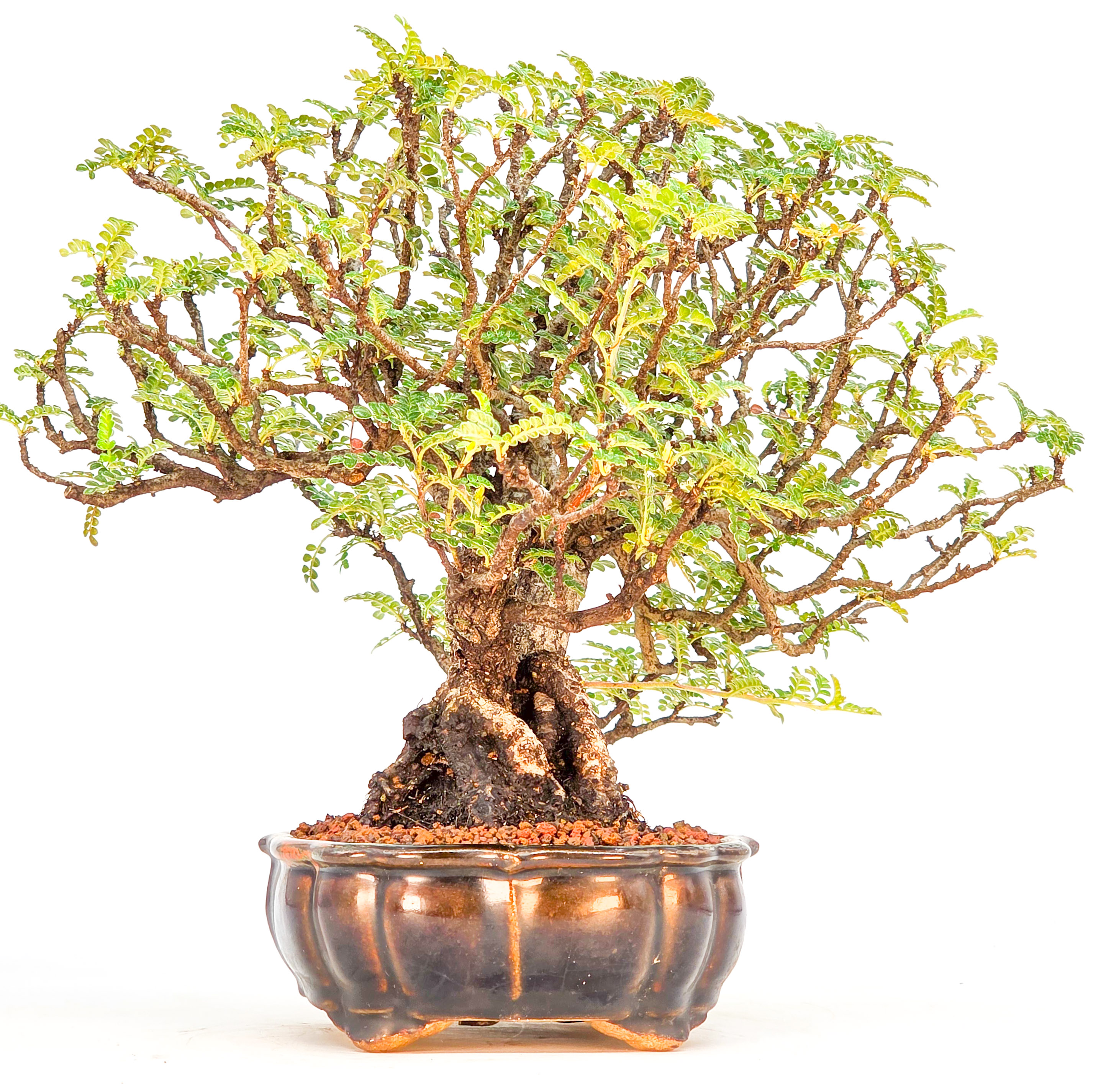 Bonsai Osteomeles anthyllidifolia Shohin 21cm