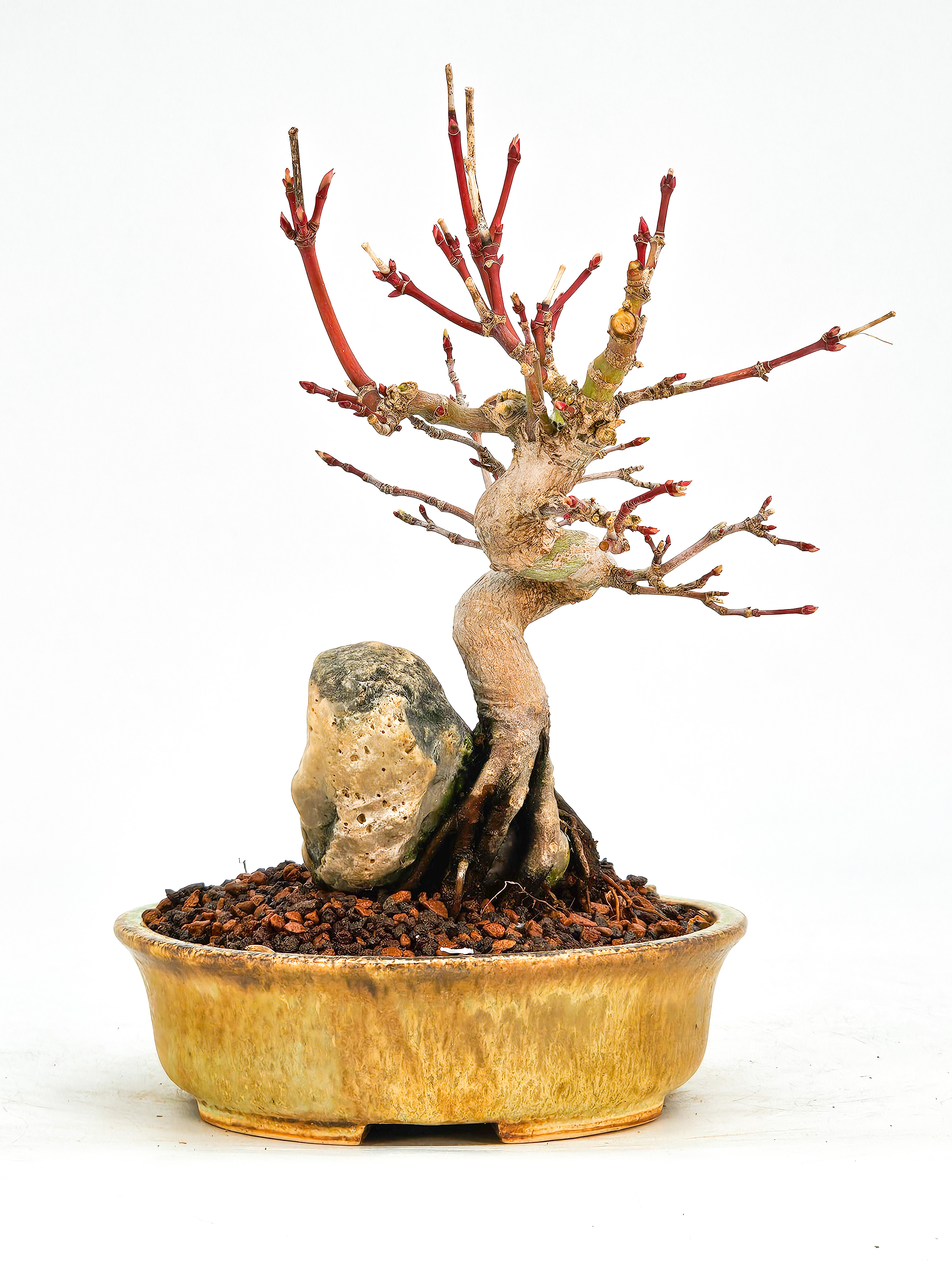 Bonsai Fächerahorn Acer Palmatum Shohin 14cm   