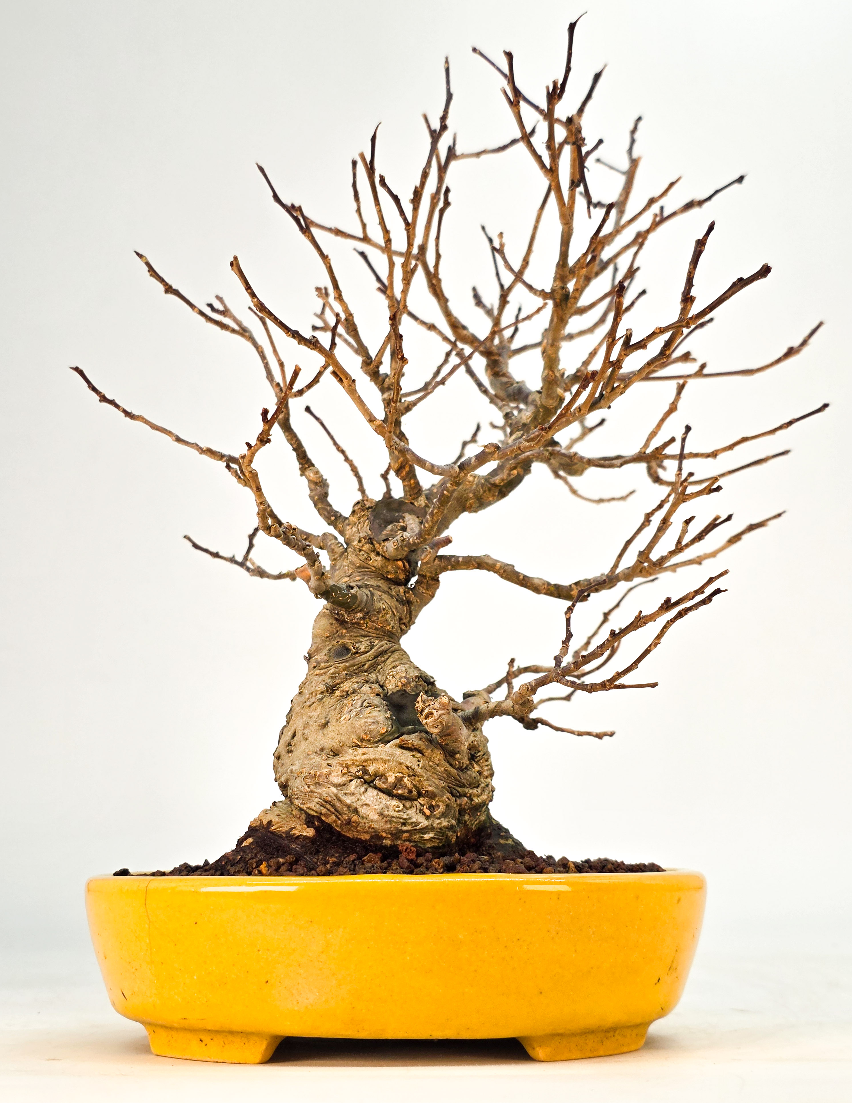Bonsai Jap. Winterbeere - Ilex serrata Shohin 21cm