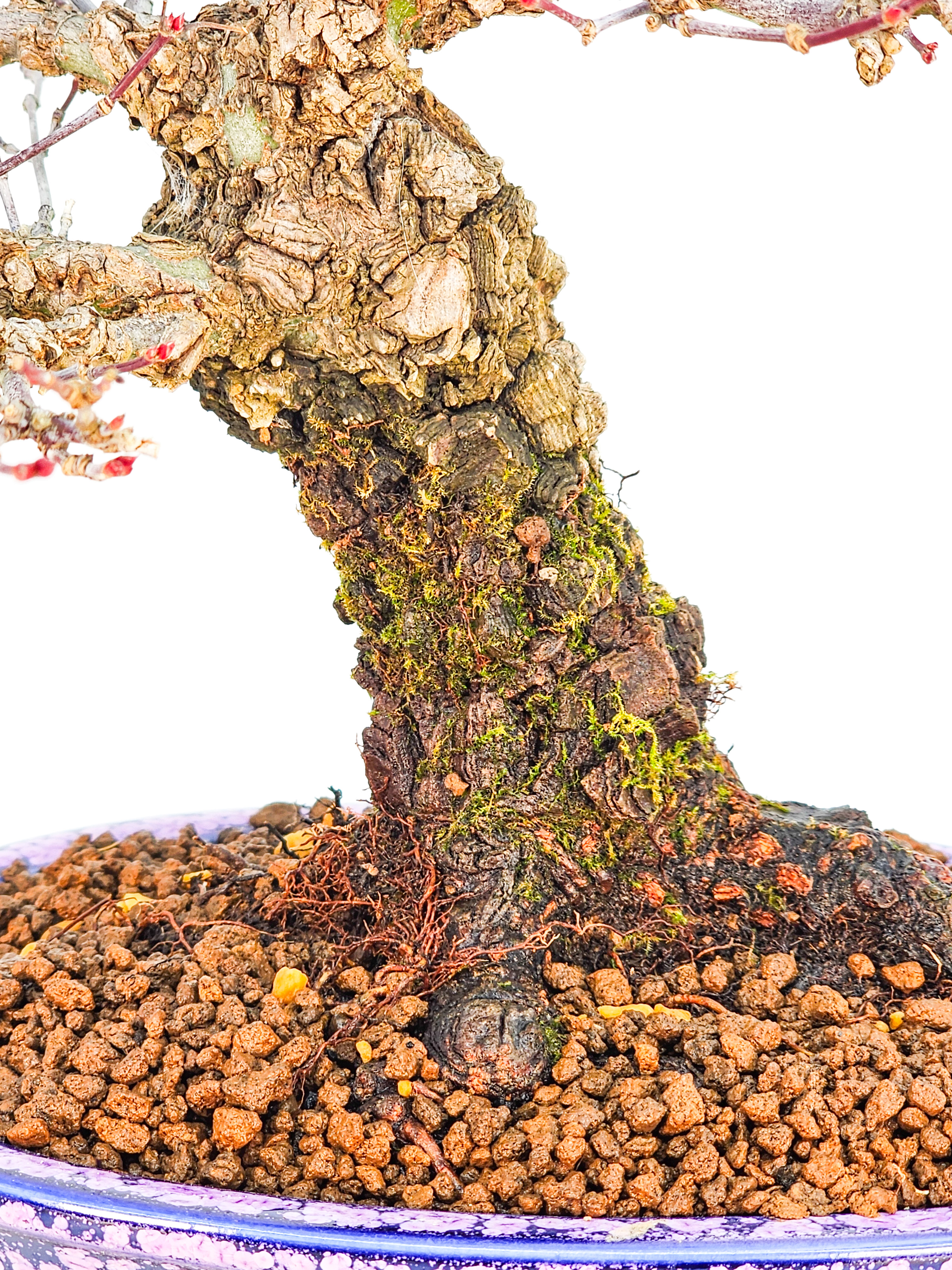 Bonsai Fächerahorn - Acer palmatum Arakawa Shohin 21cm Bonsai Fächerahorn - Acer palmatum Arakawa Shohin 21cm