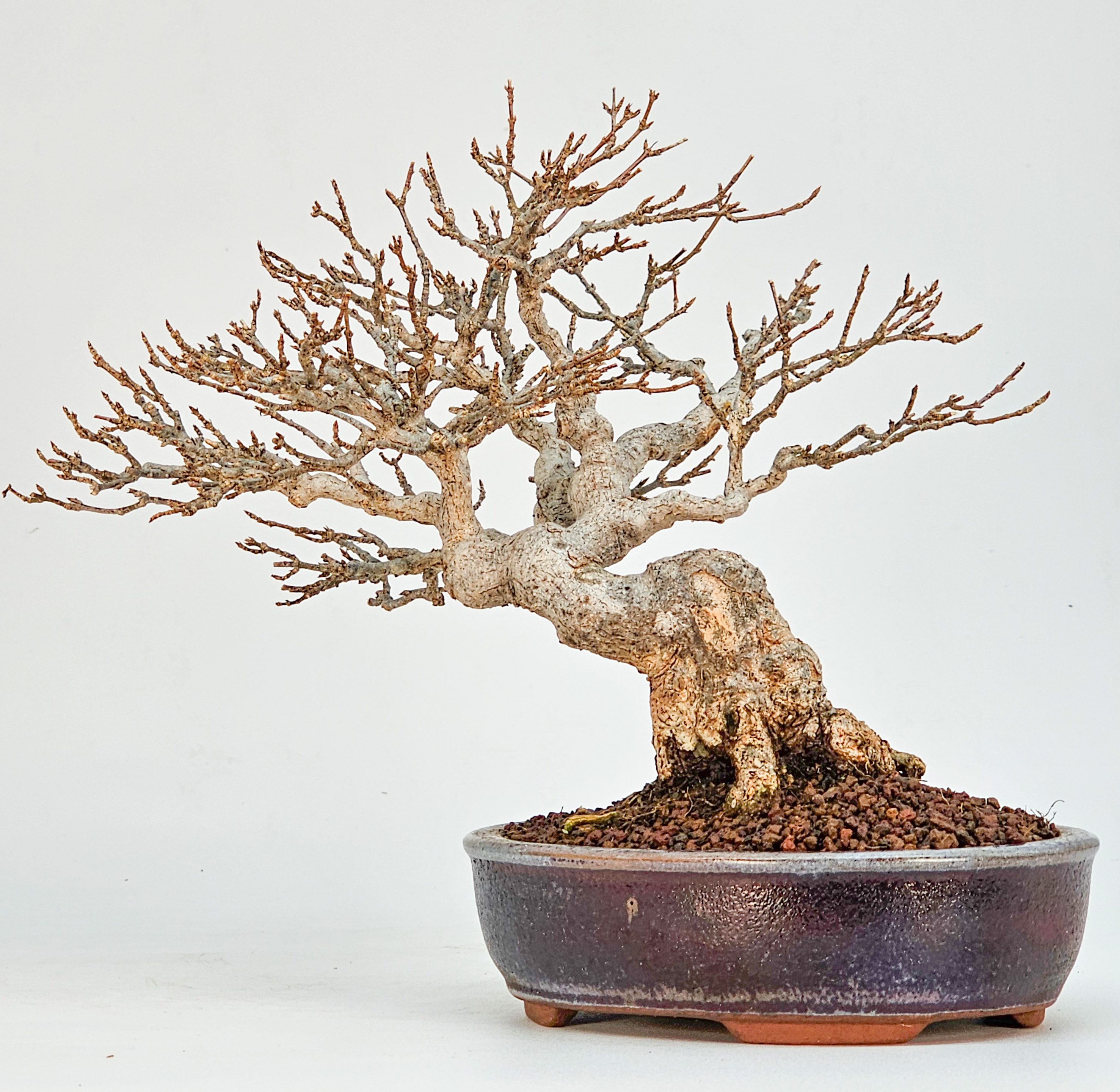 Bonsai Dreispitzahorn - Acer buergerianum Shohin 16cm