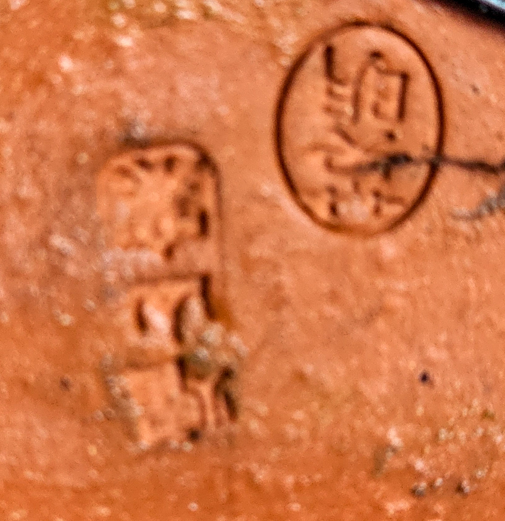 Bonsai Kakipflaume - Diospyros kaki Shohin 16cm