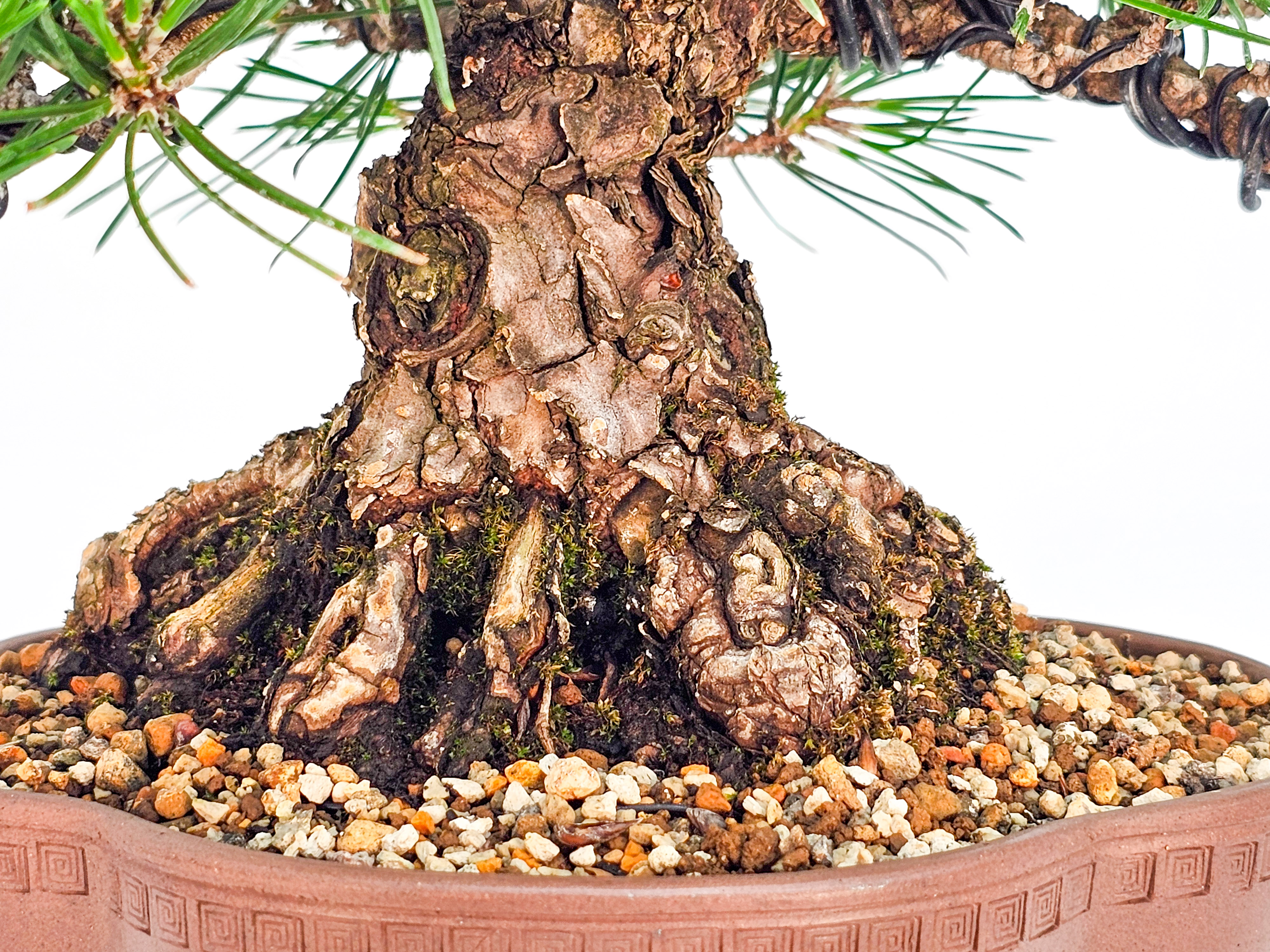 Bonsai Schwarzkiefer - Pinus thunbergii Shohin 20cm