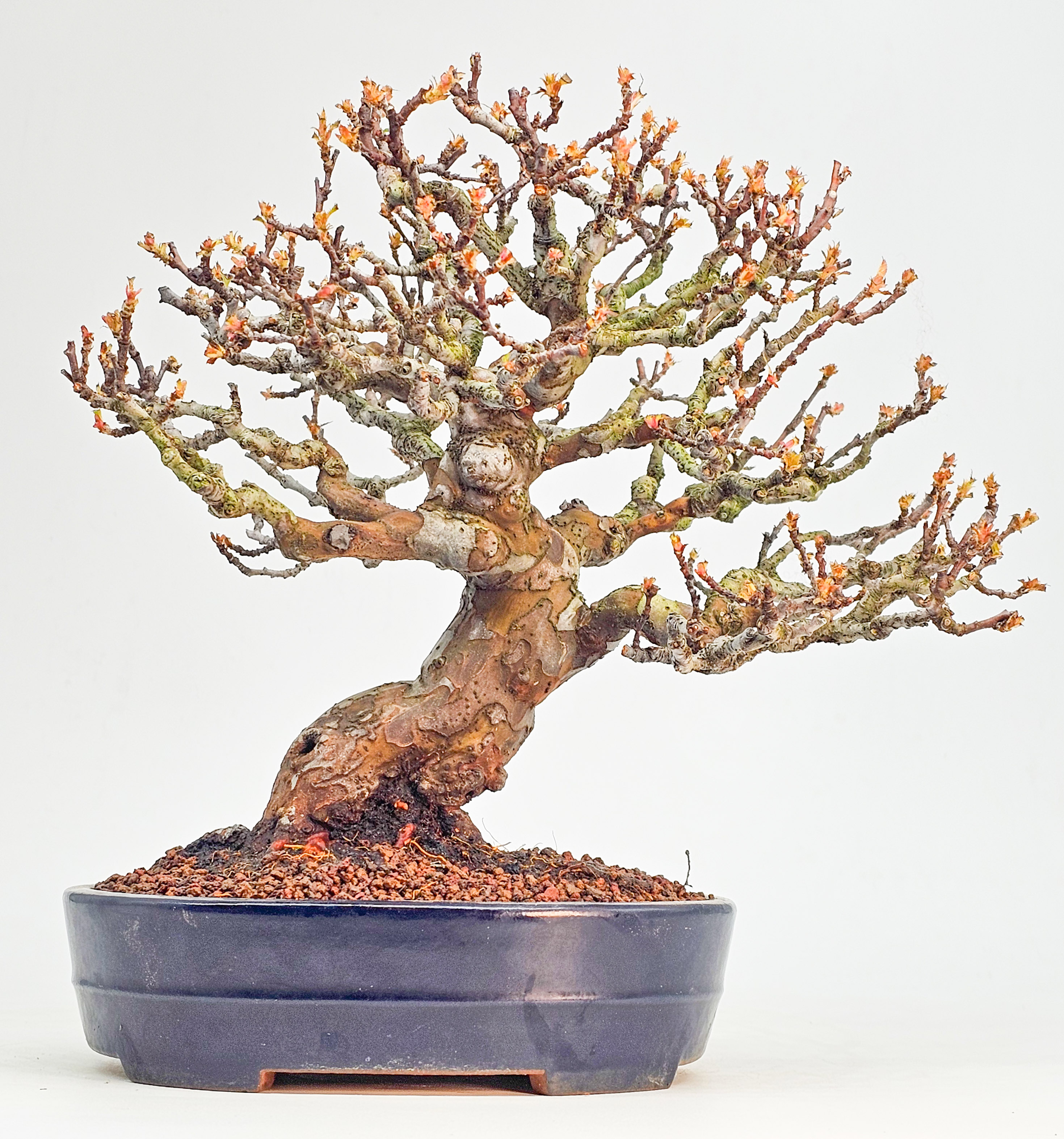 Bonsai Premium Quitte - Pseudocydonia sinensis Shohin 22cm 