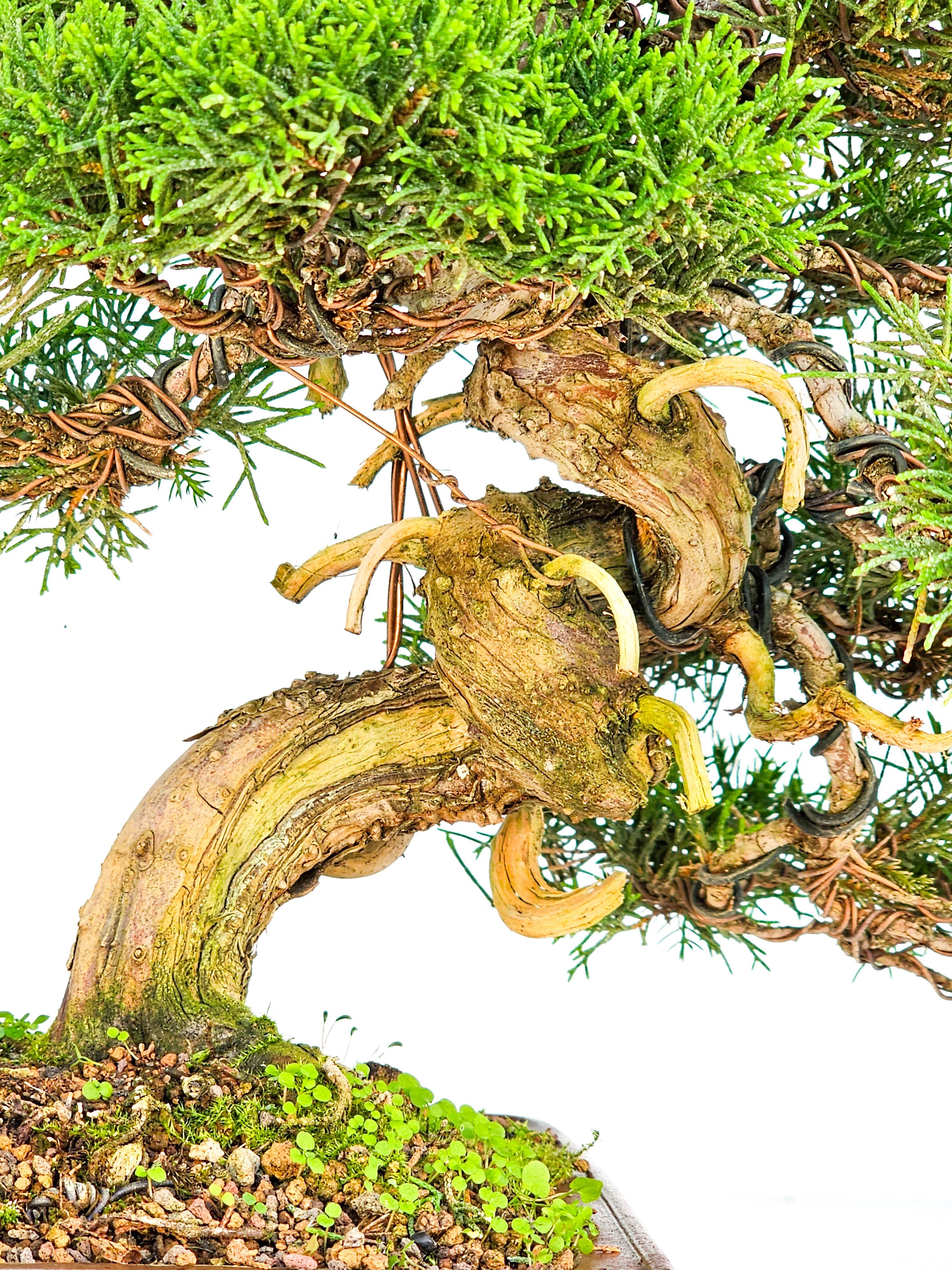 Bonsai Wacholder Juniperus Itoigawa 29cm 