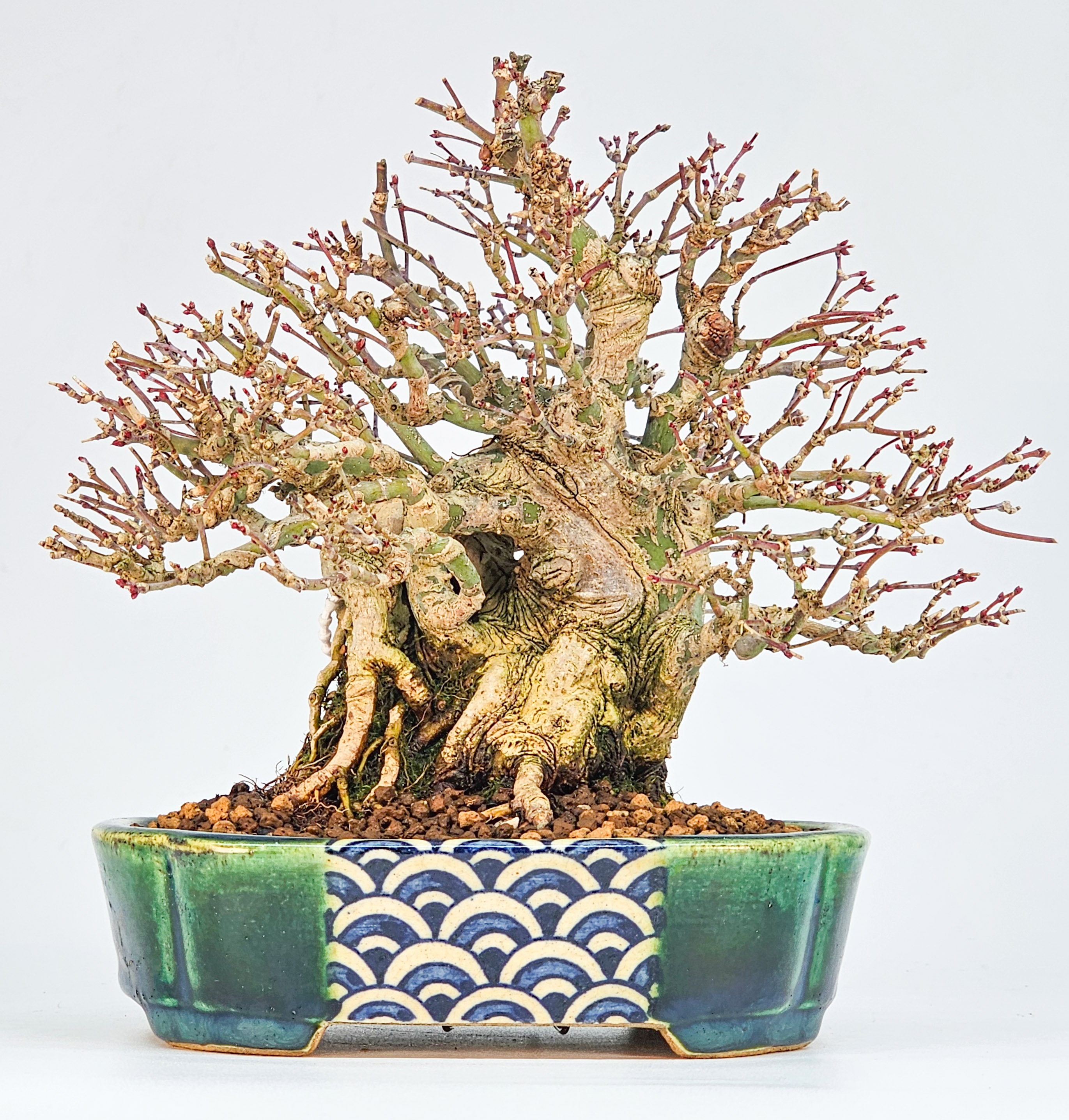 Bonsai Premium Fächerahorn - Acer Palmatum maihime Shohin 16cm Video!!