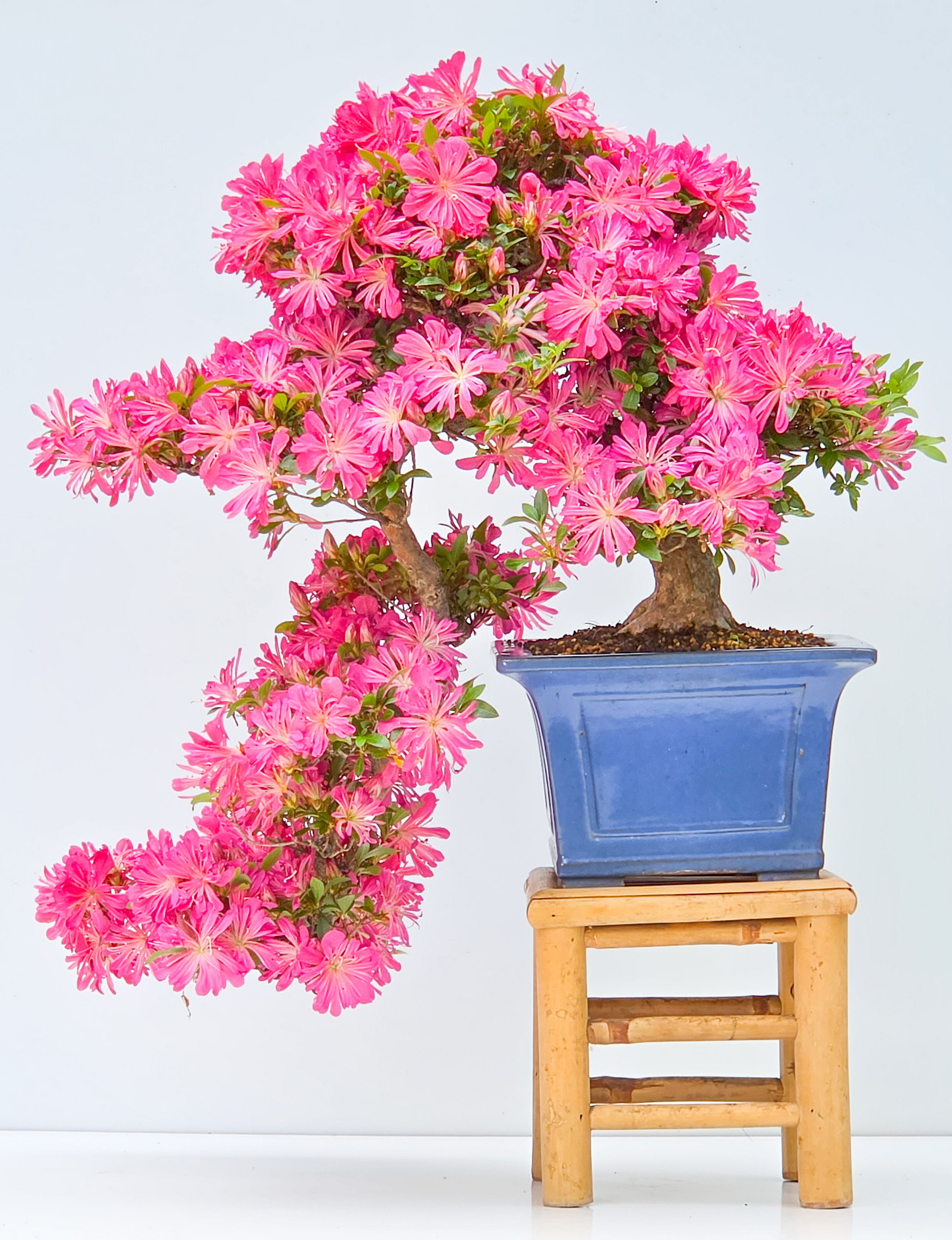Bonsai Azalee -  Rhododendron indicum hanabin 63cm Video!!