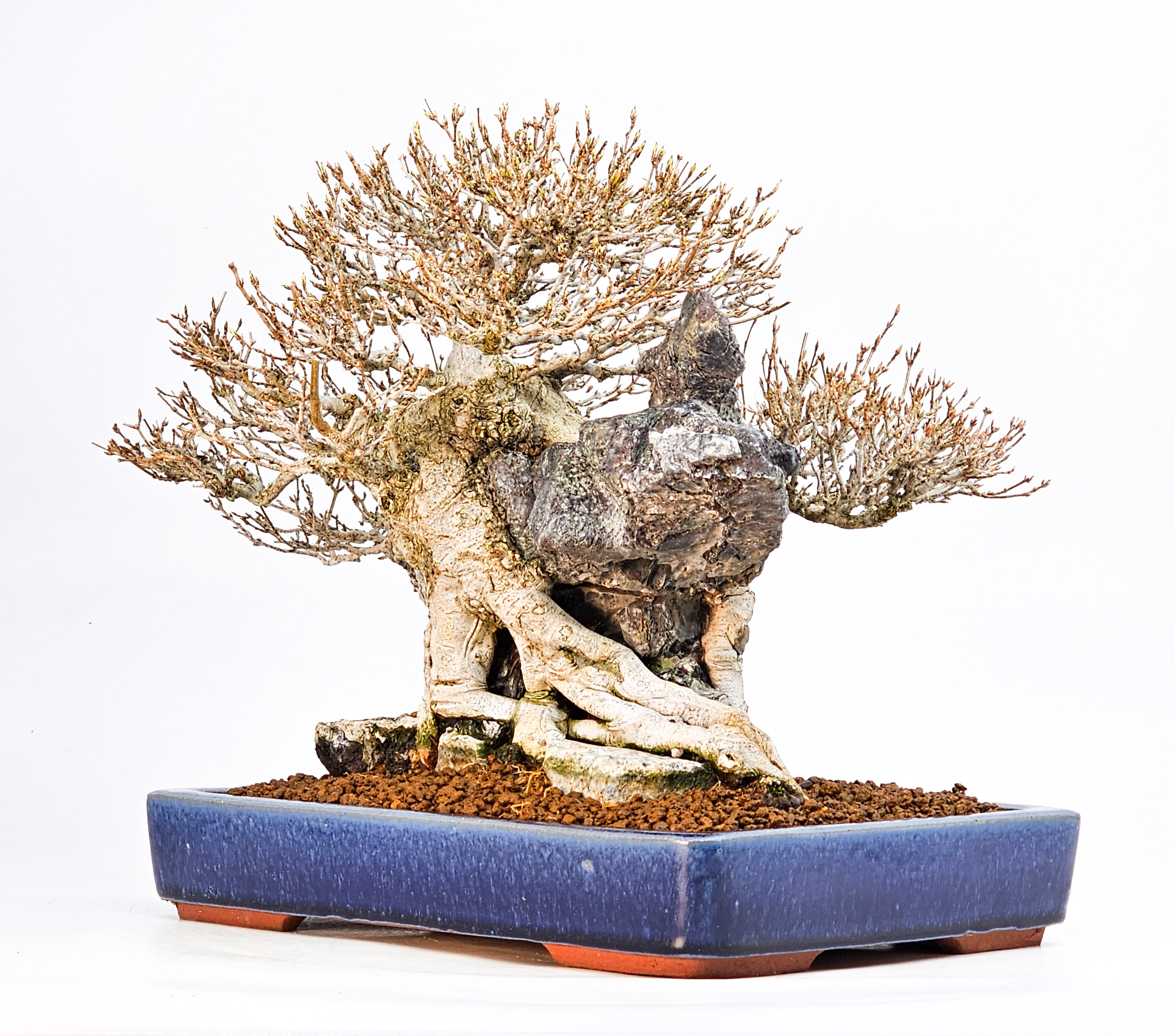 Bonsai Dreispitzahorn - Acer buergerianum Ishizuki 25cm Video!! Bonsai Dreispitzahorn - Acer buergerianum Ishizuki 25cm Video!!
