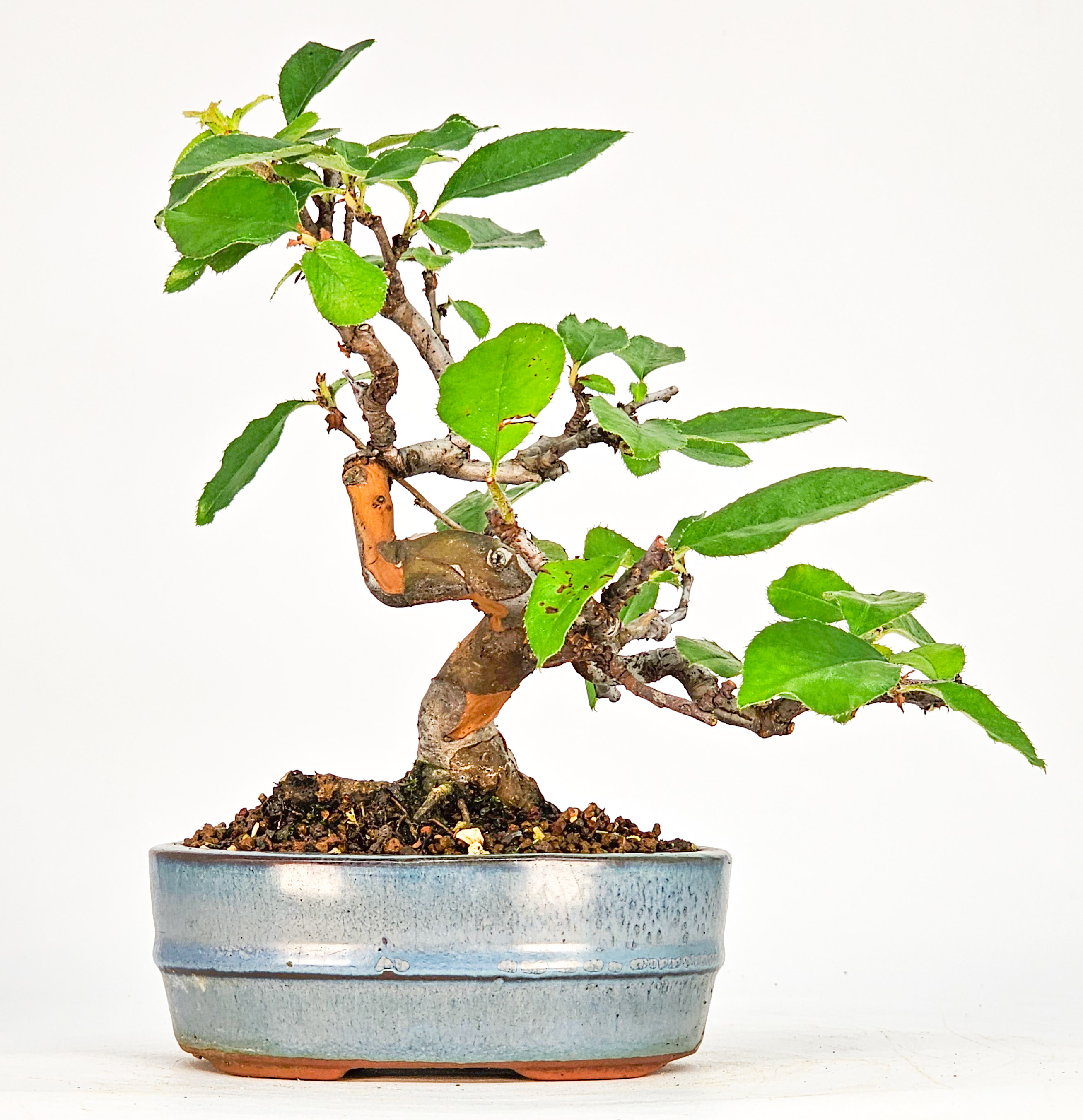 Bonsai Quitte - Pseudocydonia sinensis Shohin 14,5cm