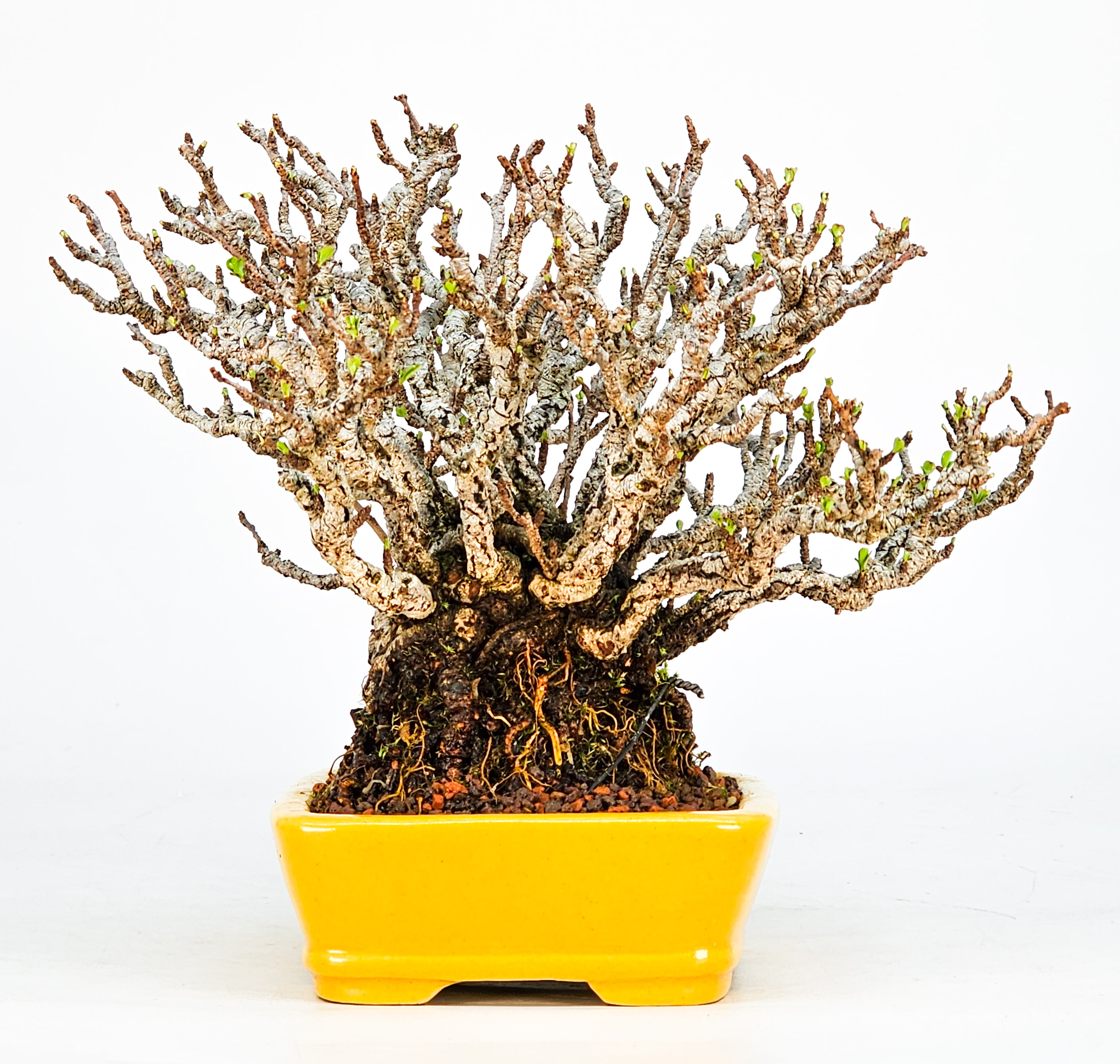 Bonsai Zierquitte - Chaenomeles - Chojubai Shohin 14cm Video!!