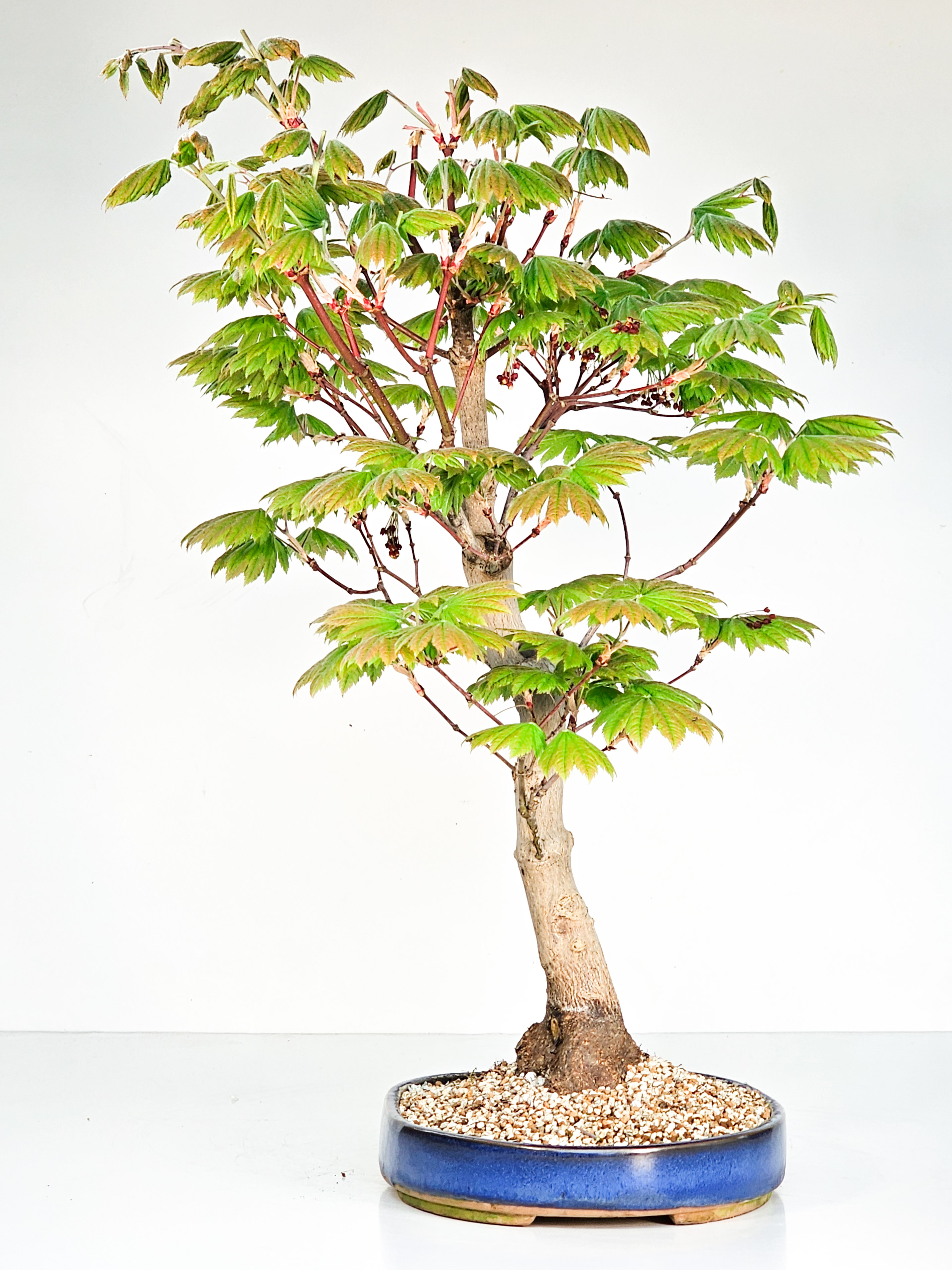 Bonsai Japanischer Ahorn - Acer japonicum 52cm  