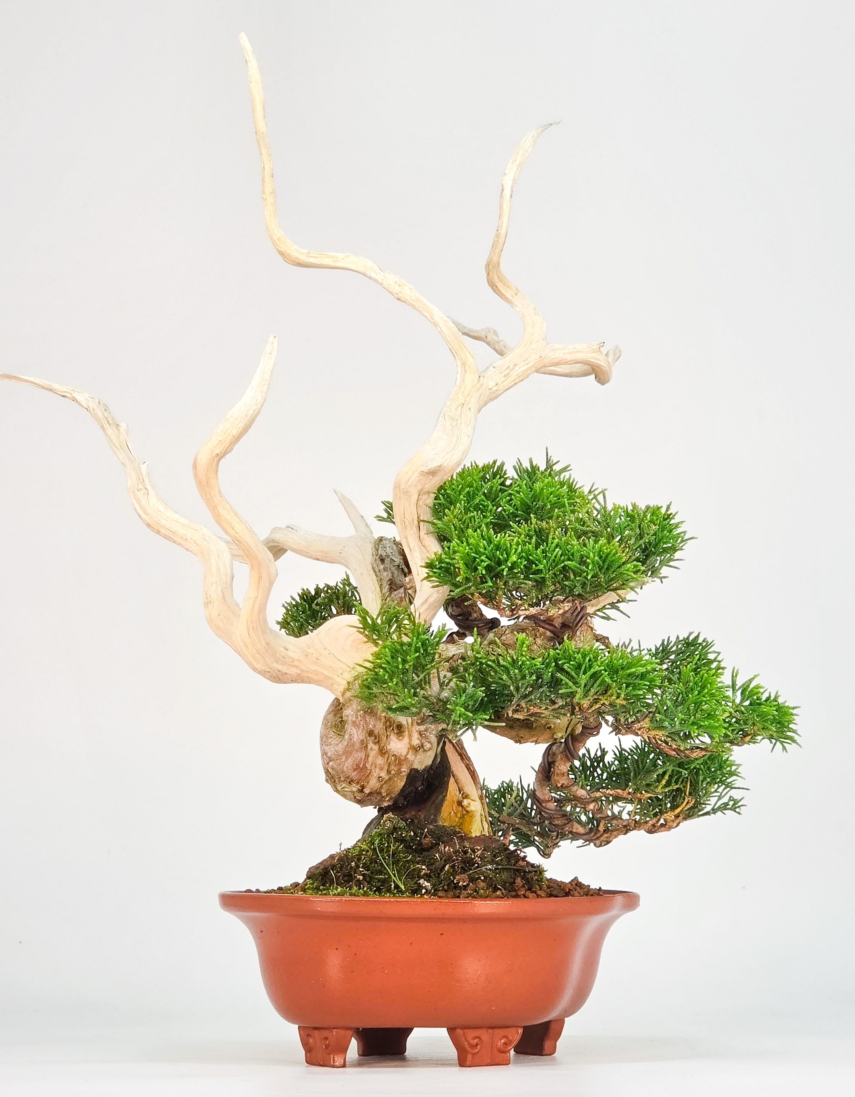 Bonsai Premium Wacholder - Juniperus chinensis 13/30cm Video!!