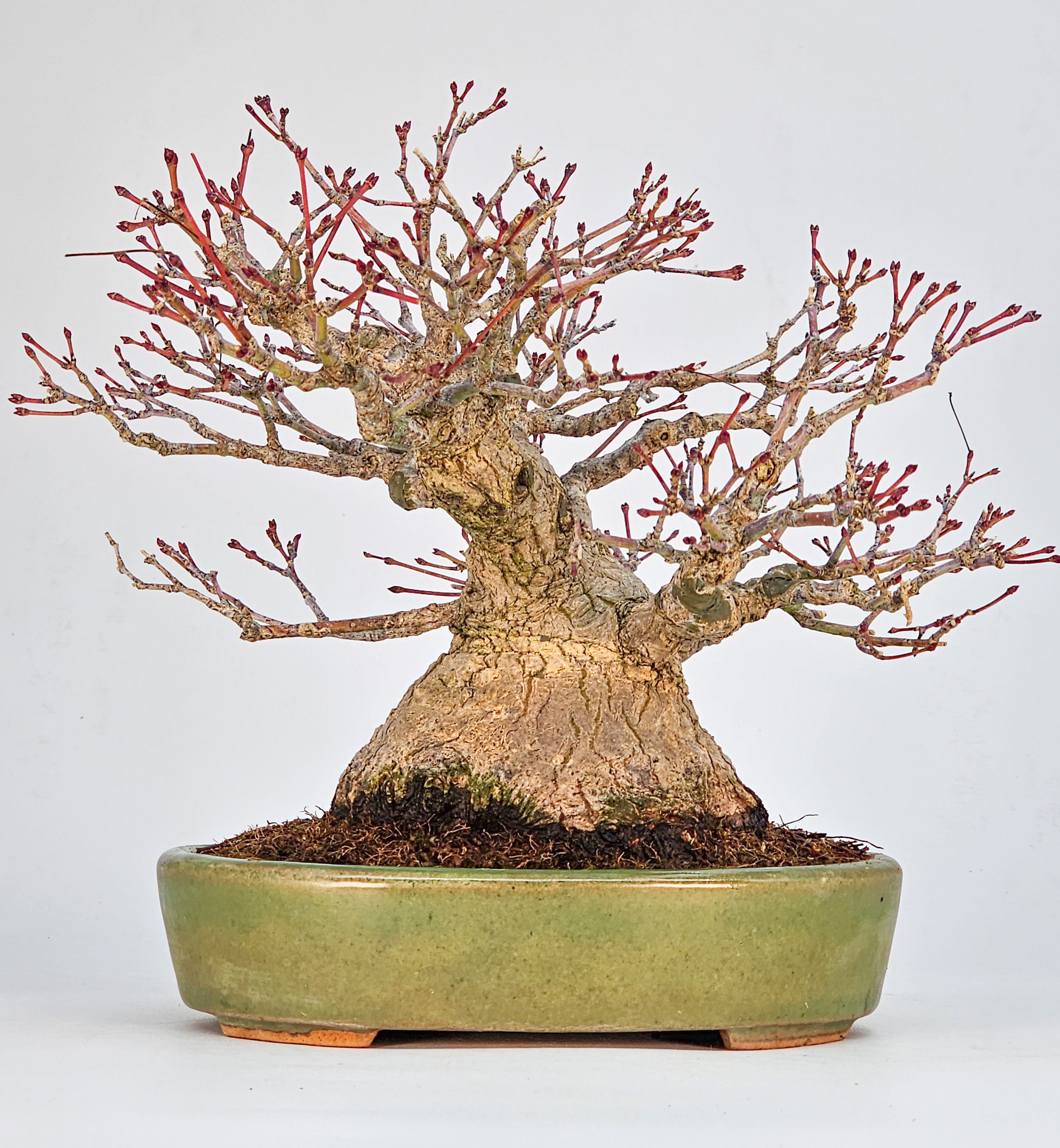 Bonsai Premium Fächerahorn - Acer palmatum Shohin 18cm 