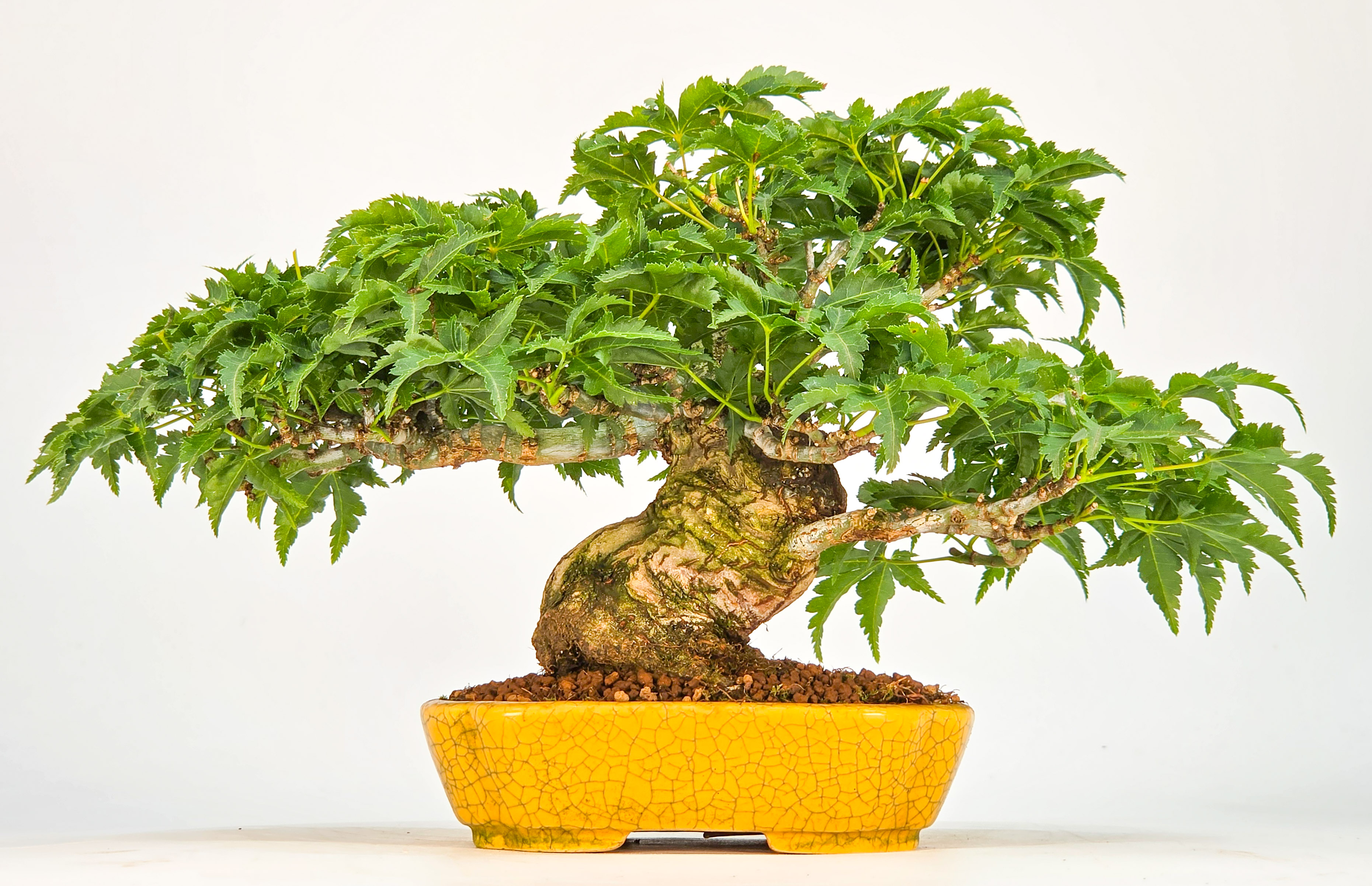 Bonsai Löwenkopfahorn- Acer palmatum Shishigashira Shohin 12cm