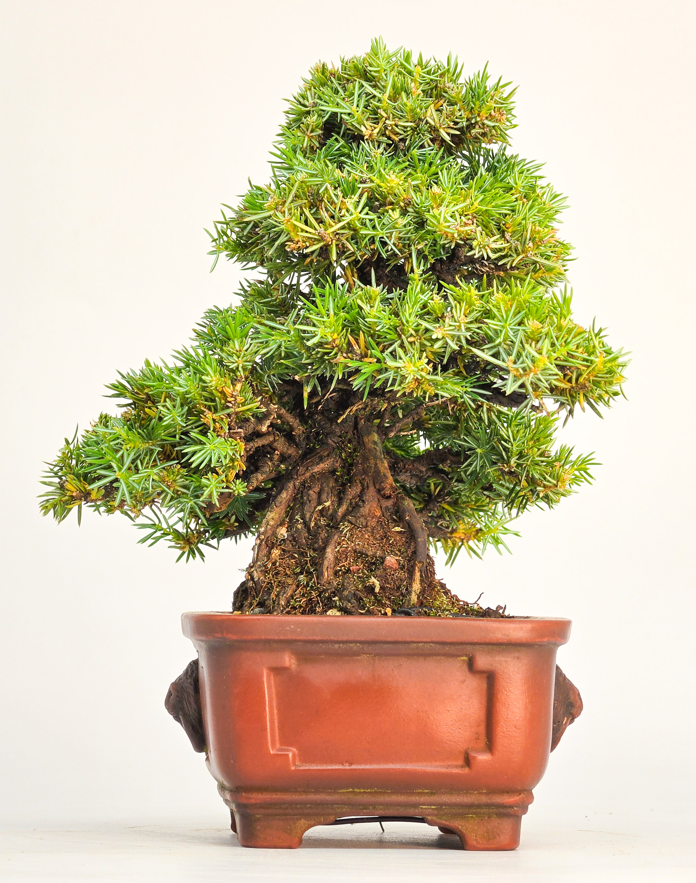 Bonsai Igelwacholder Juniperus Rigida Shohin 17cm