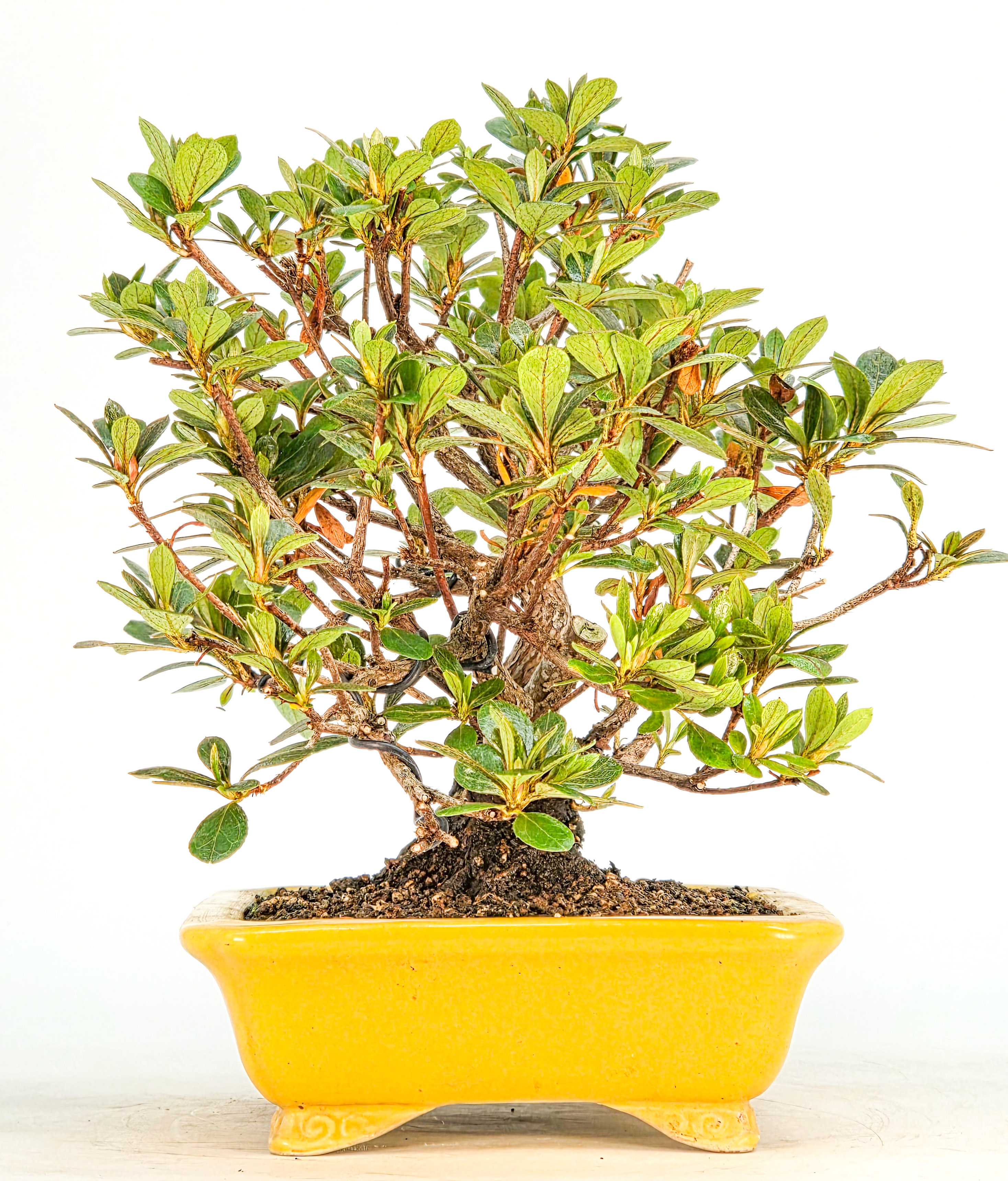 Bonsai Azalee - Rhododendron indicum - Iwaiboshi  Shohin 17cm