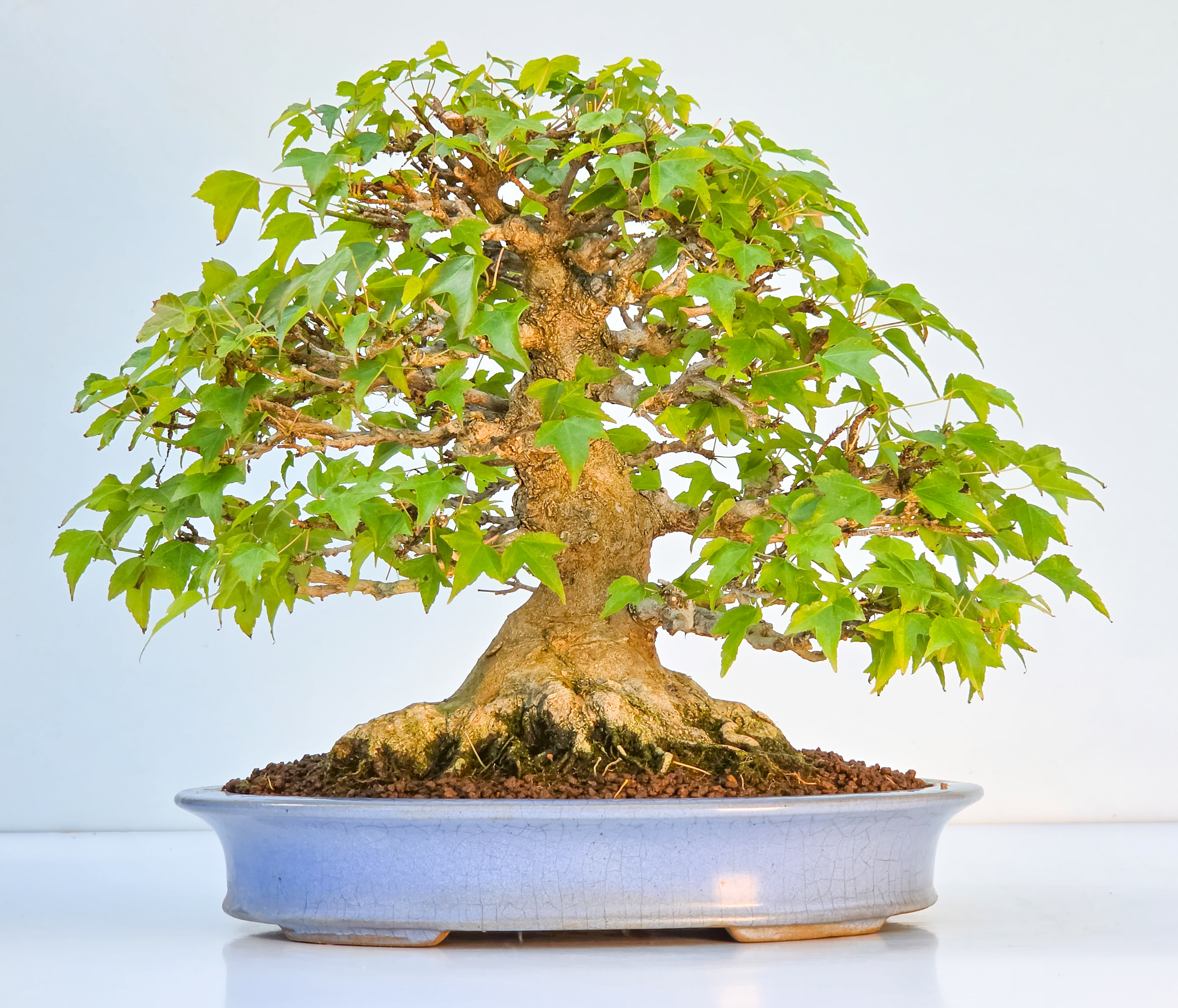 Bonsai Premium Dreispitzahorn - Acer buergerianum Shohin 25cm Video!!