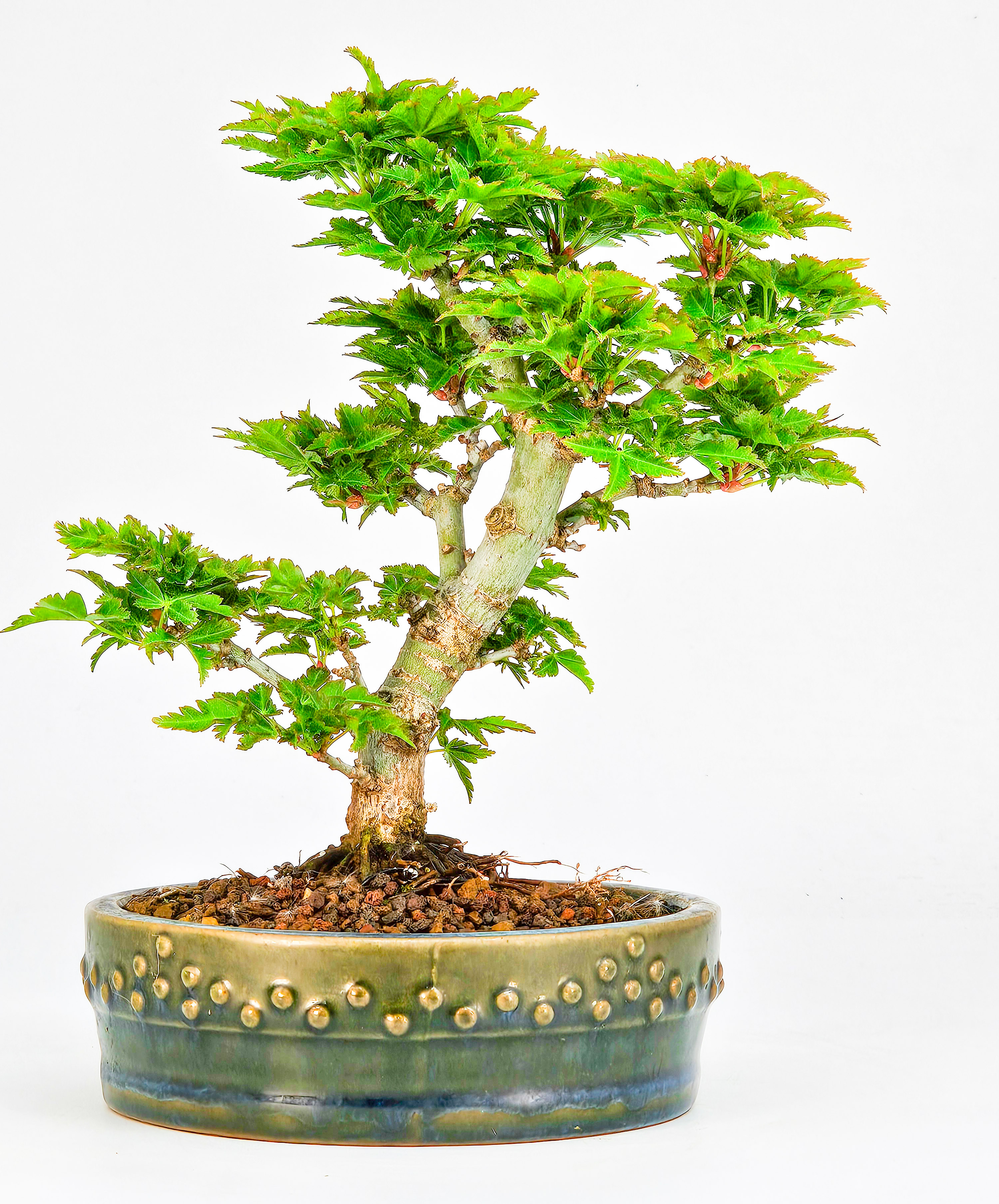 Bonsai Löwenkopfahorn- Acer palmatum Shishigashira Shohin 14cm