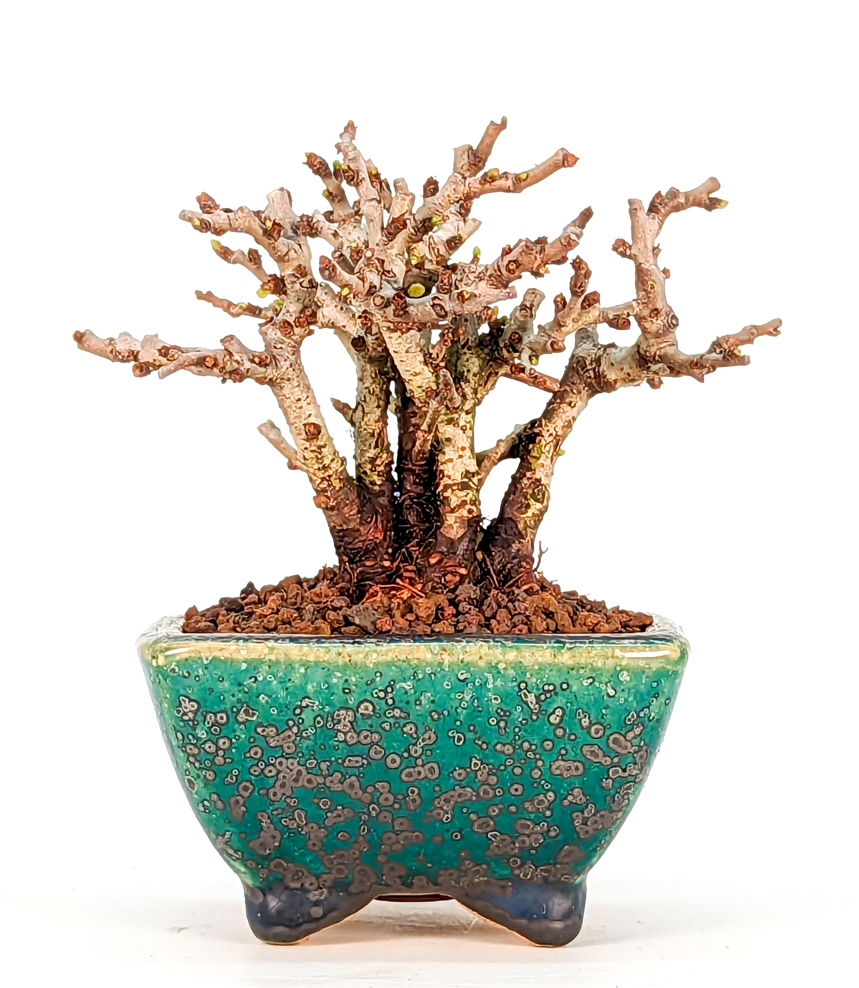 Bonsai Zierquitte - Chaenomeles - Chojubai Mame 7cm