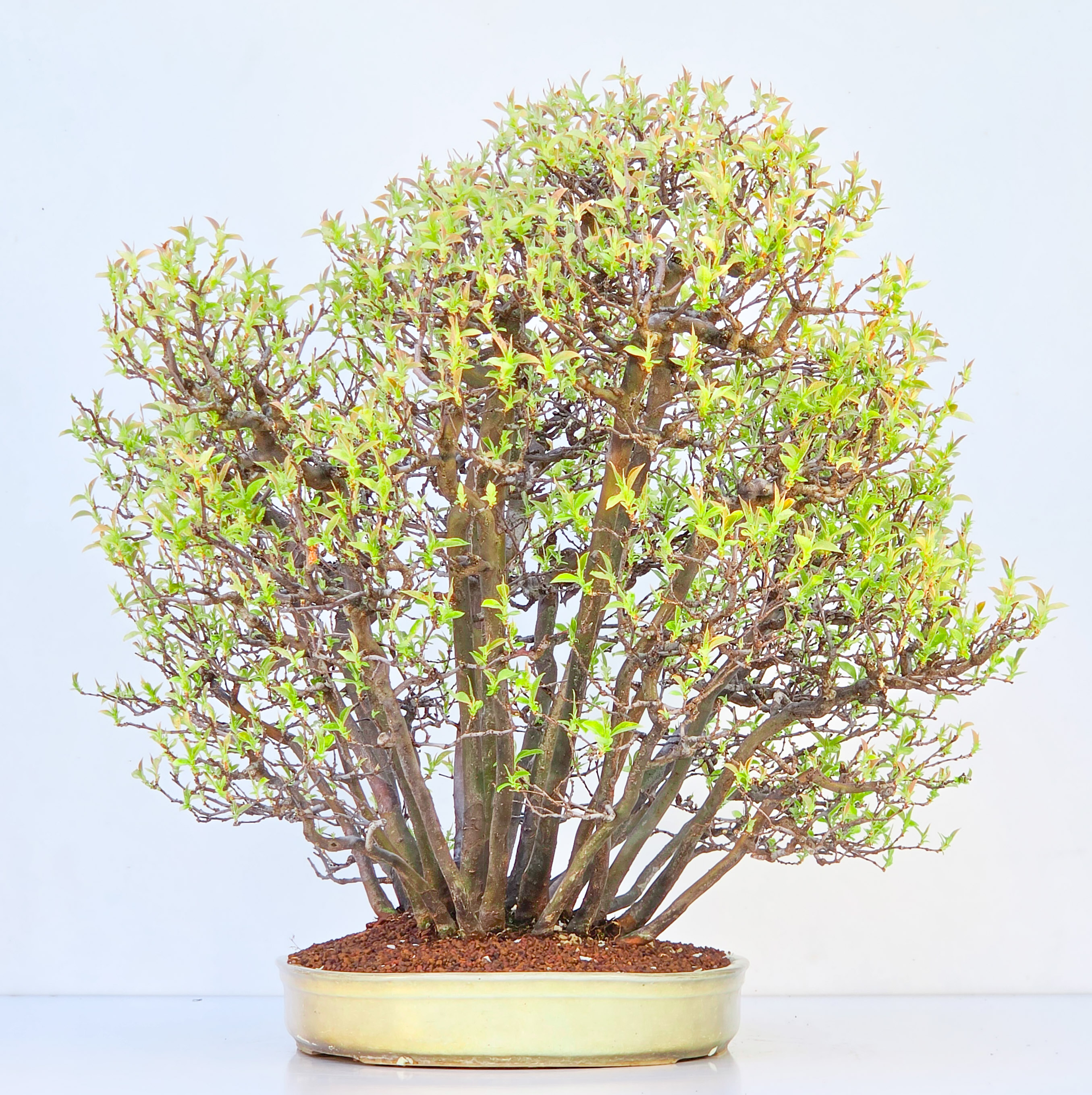 Bonsai Quitte - Pseudocydonia sinensis Wald 61cm Video!!