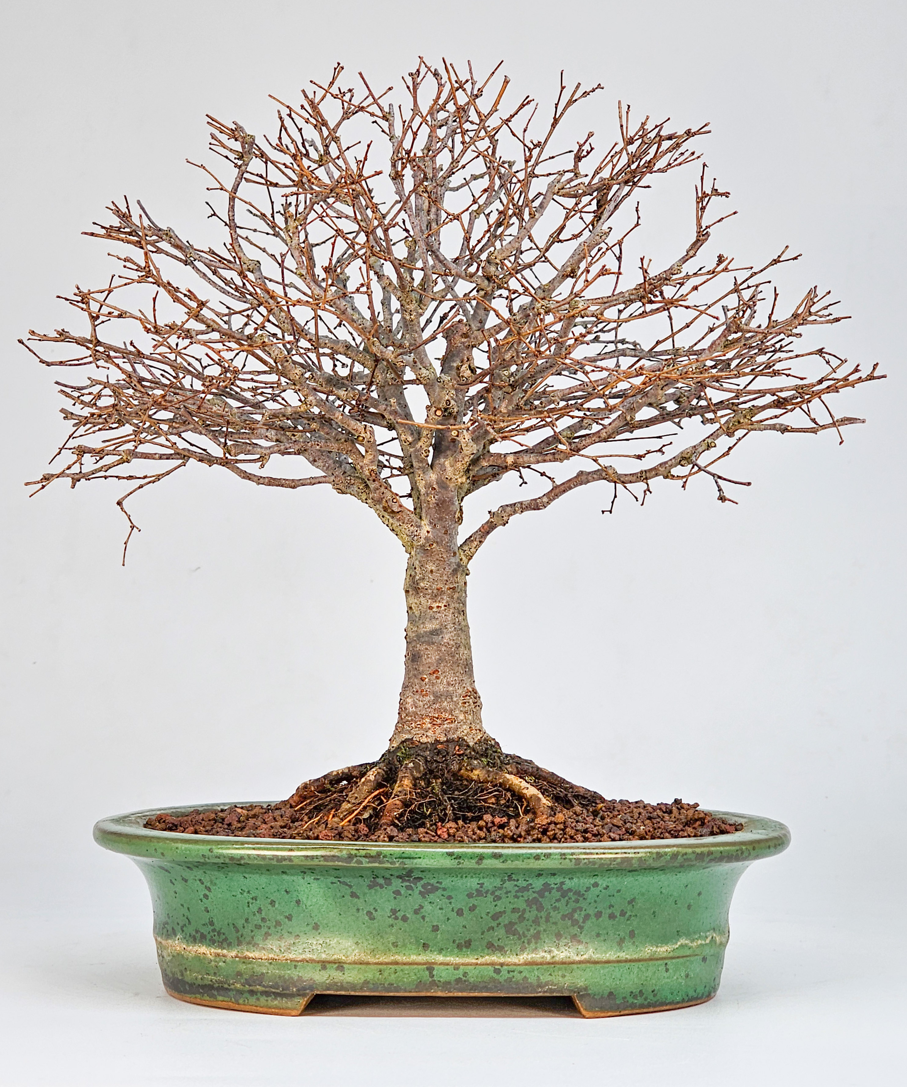 Bonsai Premium Zelkova serrata Shohin 20cm