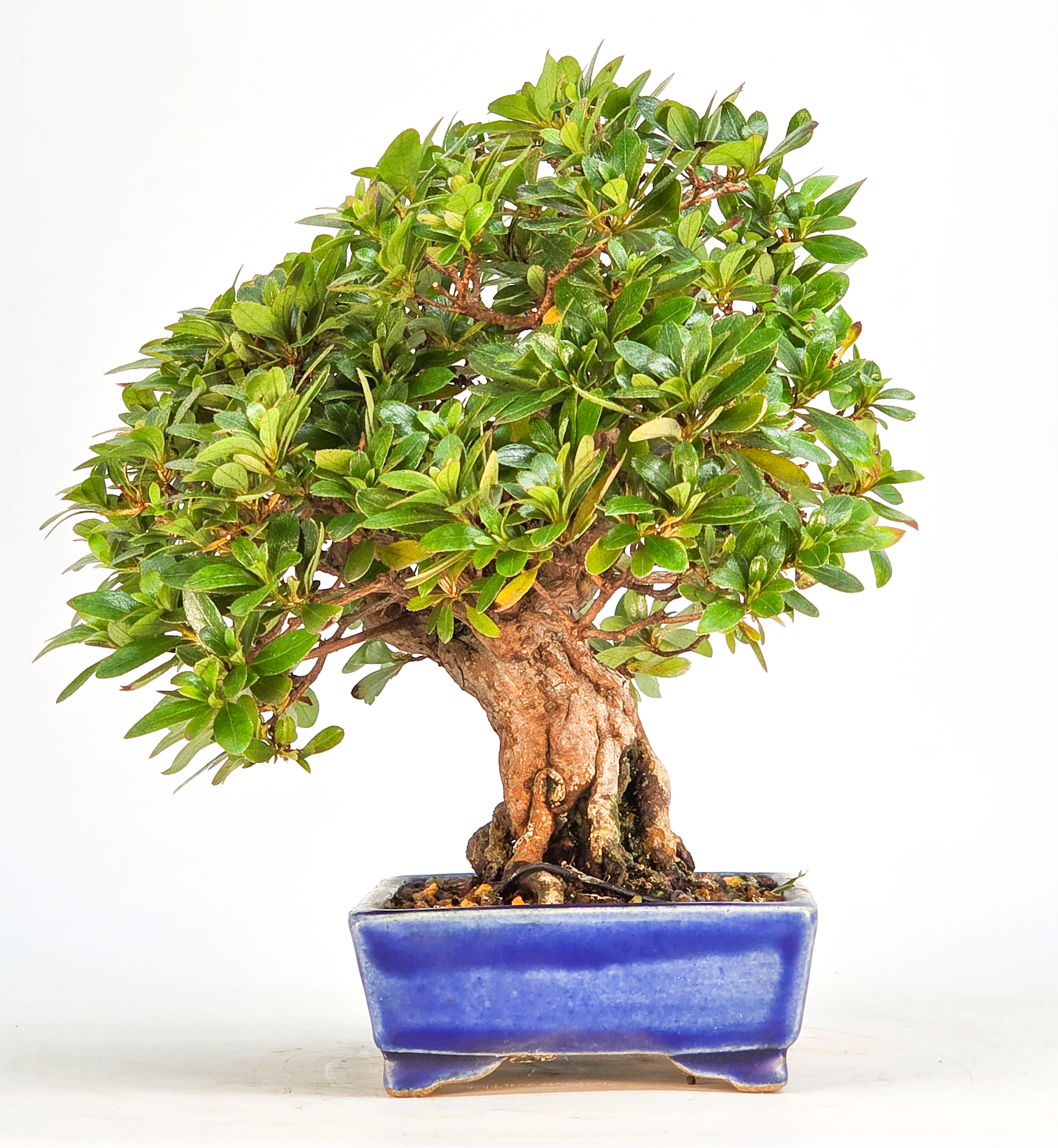 Bonsai Azalee - Rhododendron indicum - Yata no Kagami- Shohin 19cm