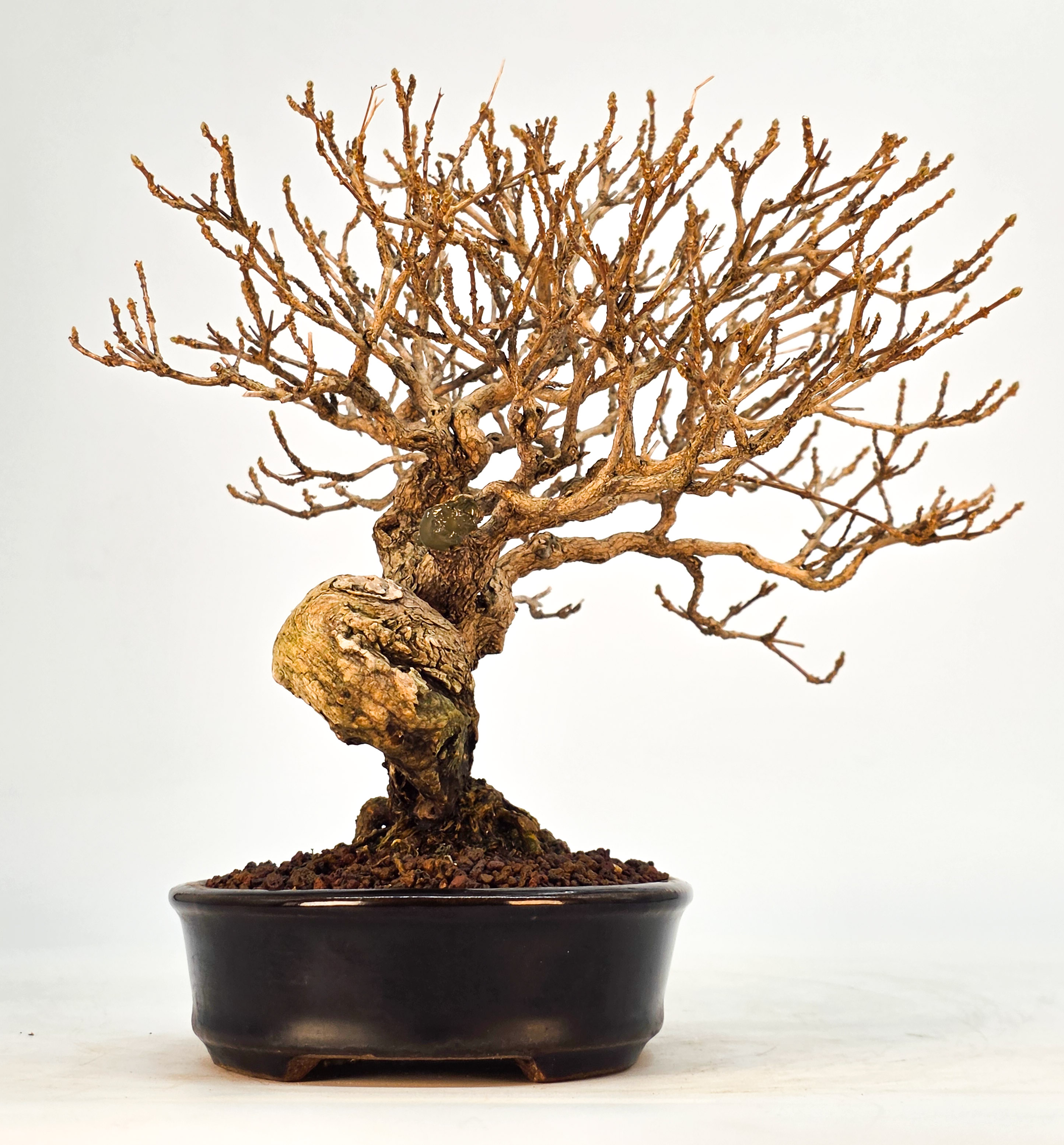 Bonsai Duftahorn - Premna japonica  Shohin 18cm