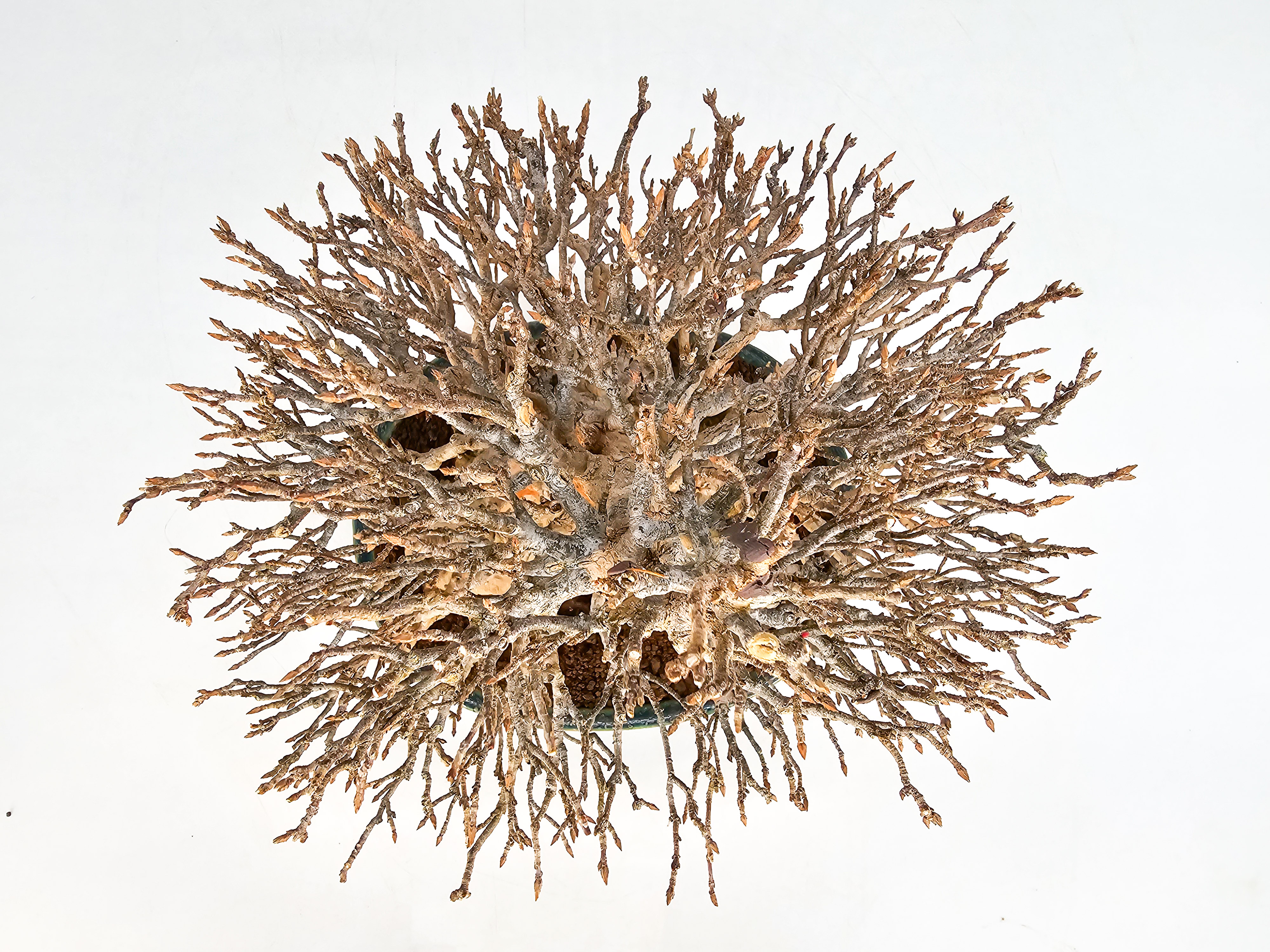 Bonsai Dreispitzahorn - Acer buergerianum 21cm Bonsai Dreispitzahorn - Acer buergerianum 21cm