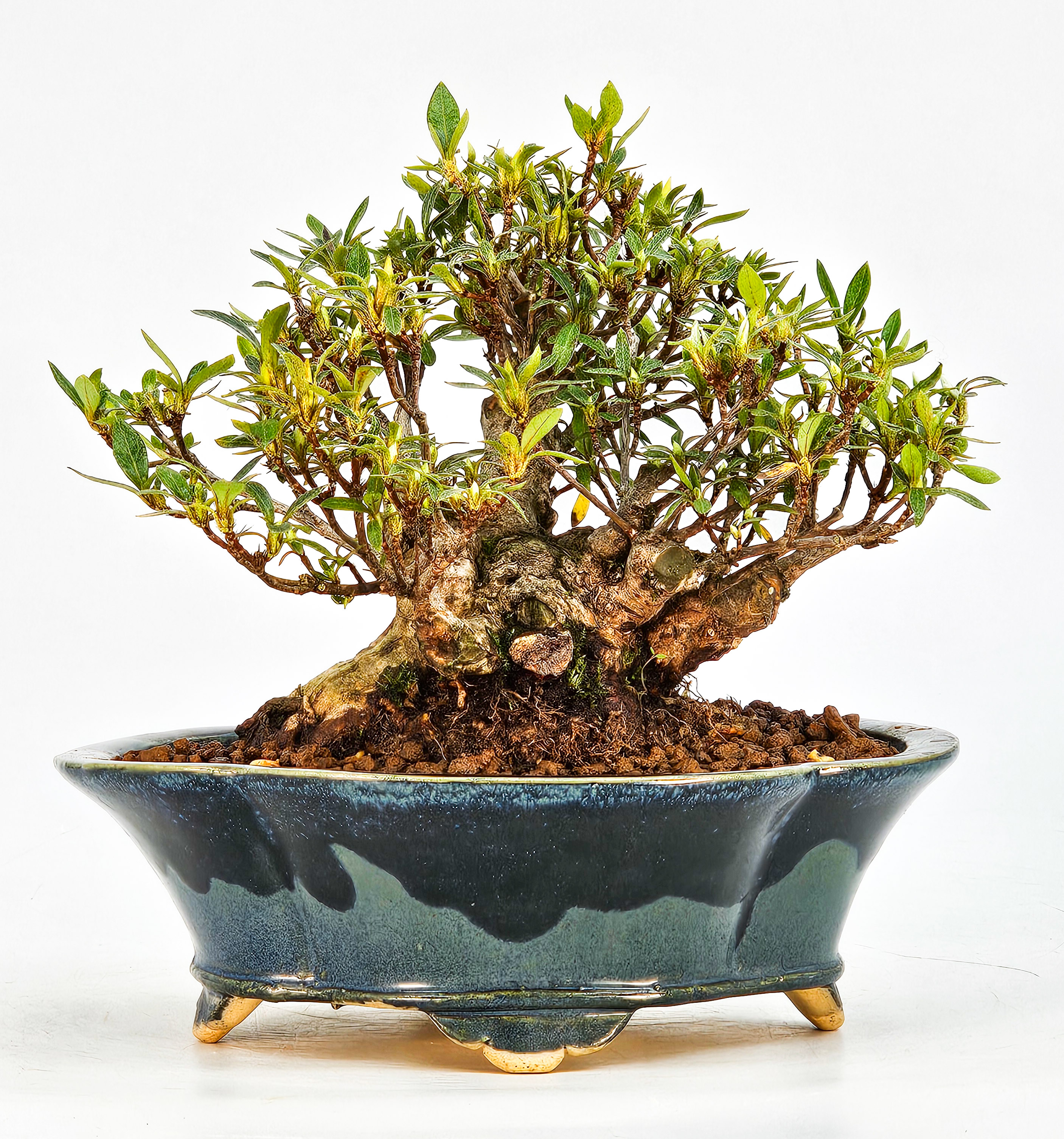 Bonsai Azalee Rhododendron indicum - Hakurin - Shohin 11cm